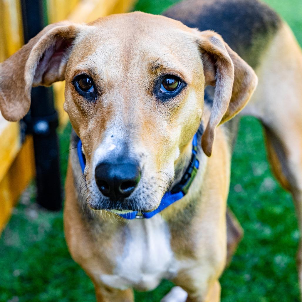 Eleanor, a Adoptable mixed breed in Naperville, IL image 5/6