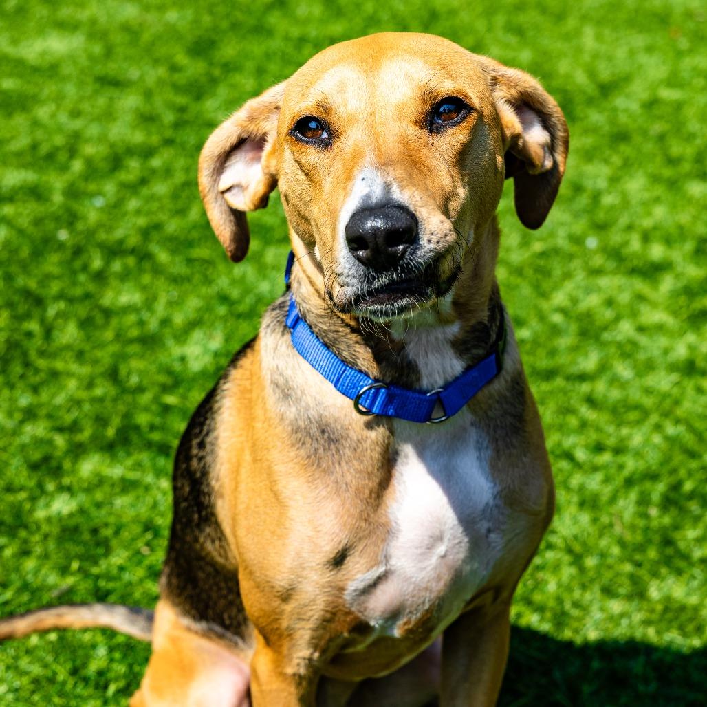 Eleanor, a Adoptable mixed breed in Naperville, IL image 6/6
