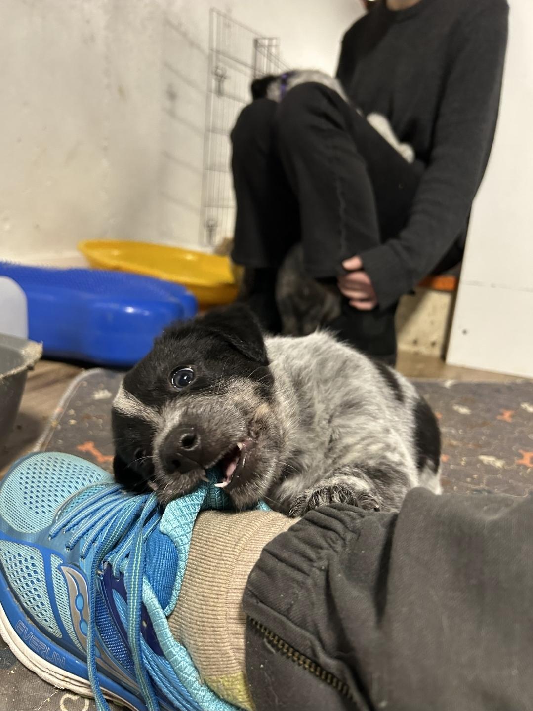 Enlarge Gandalf, a Adoptable Australian Cattle Dog / Blue Heeler in Garden City, NY image 5/5