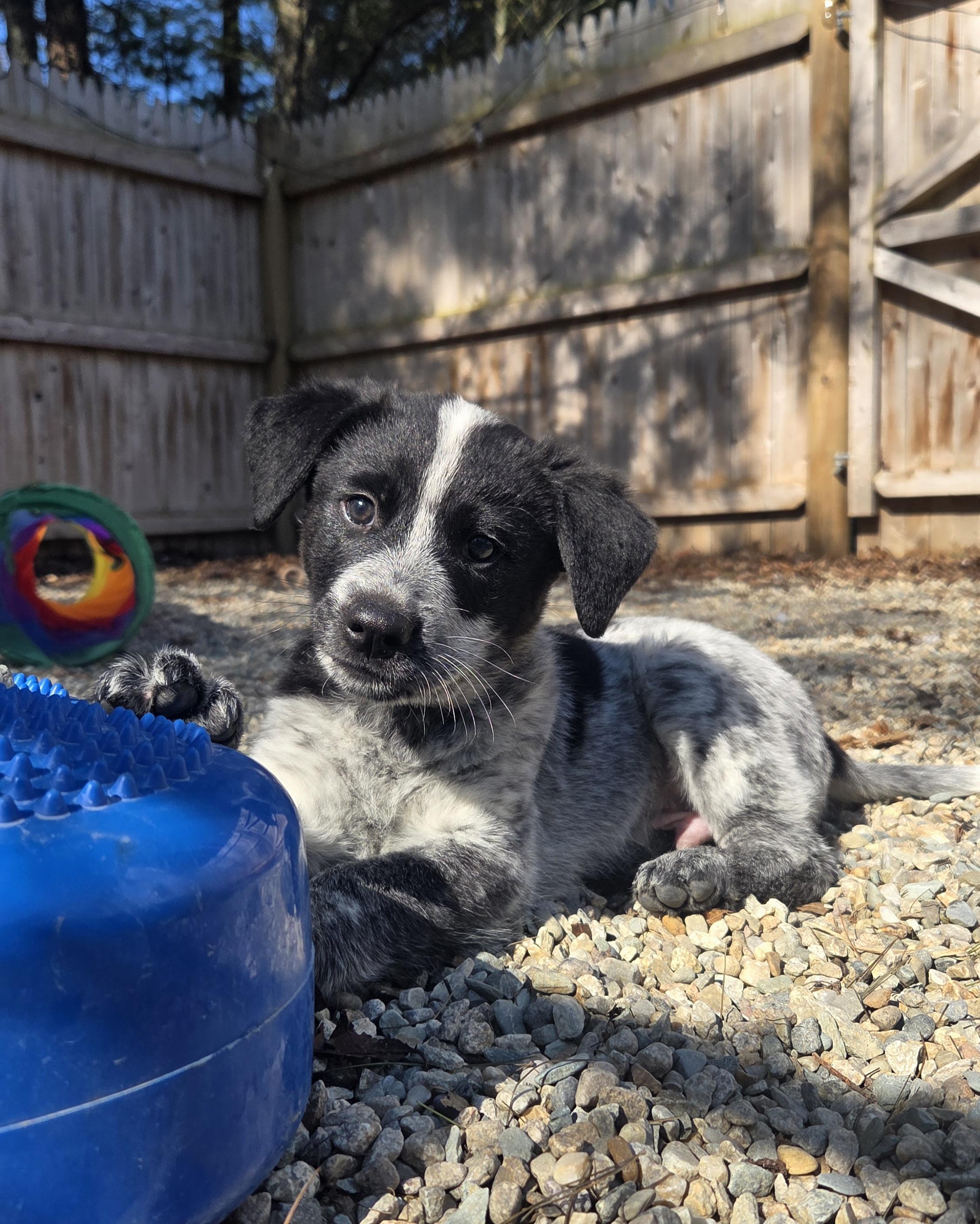 Gandalf, Adoptable, Puppy Male Australian Cattle Dog / Blue Heeler.