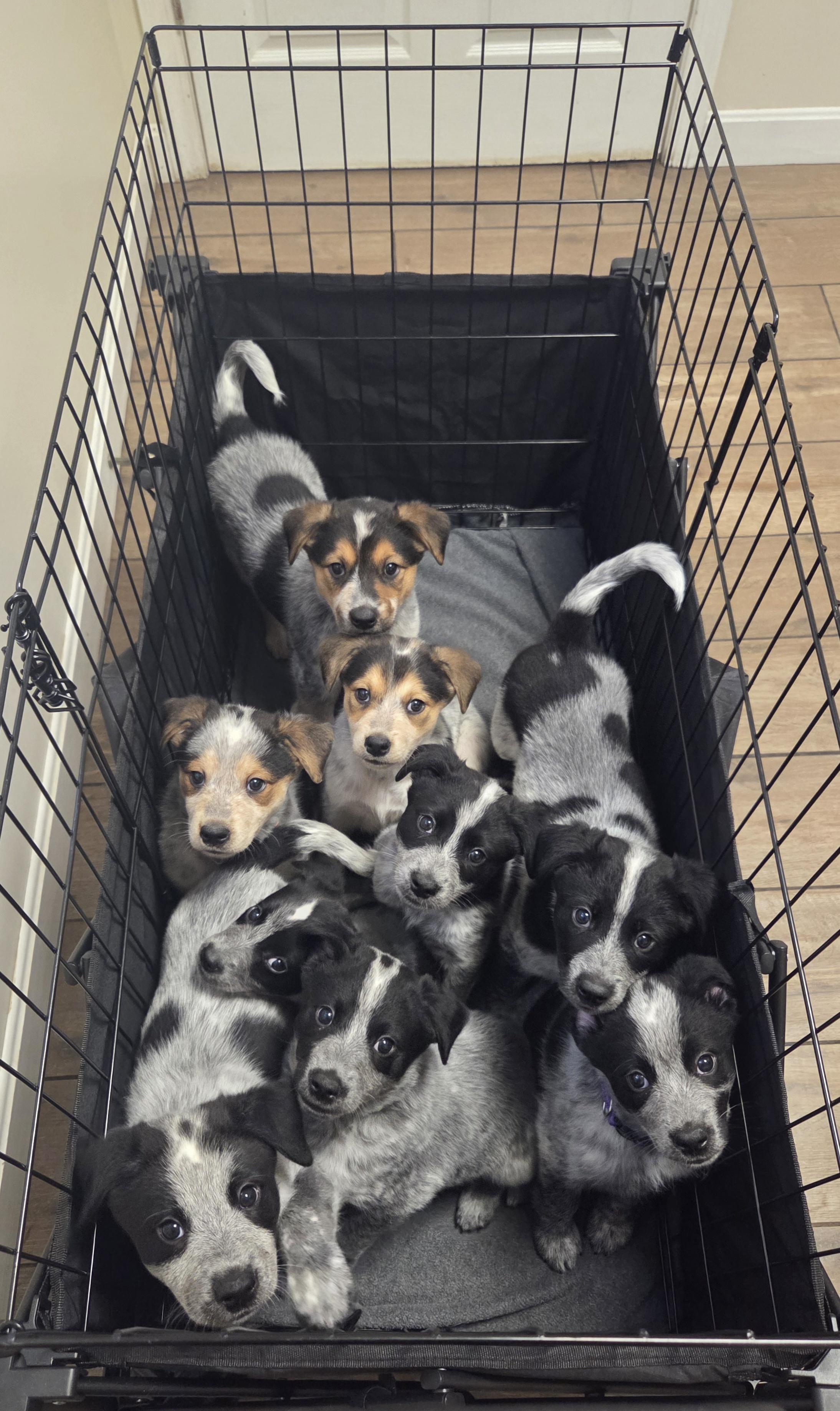 Enlarge Gandalf, a Adoptable Australian Cattle Dog / Blue Heeler in Garden City, NY image 2/5
