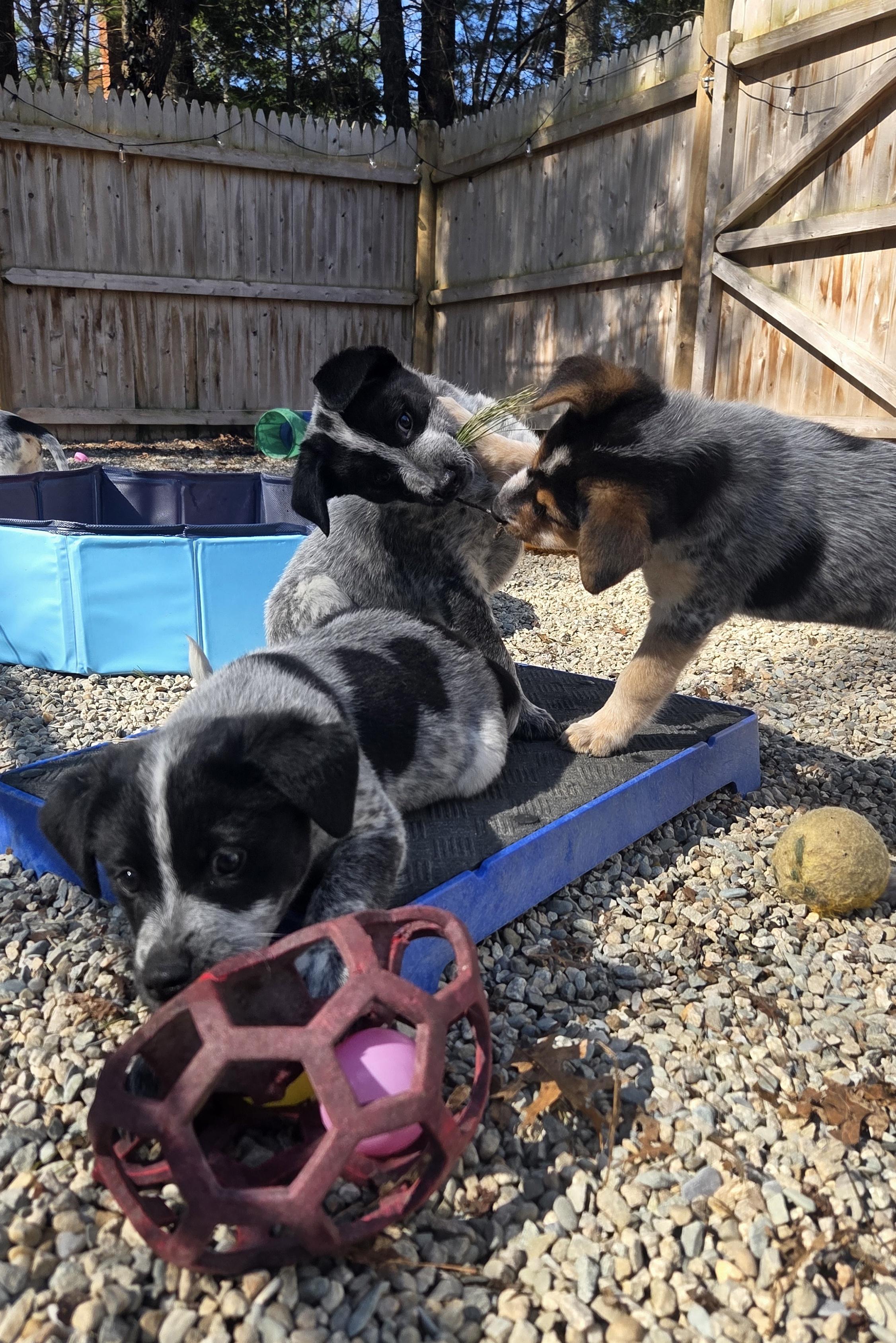 Enlarge Gandalf, a Adoptable Australian Cattle Dog / Blue Heeler in Garden City, NY image 3/5