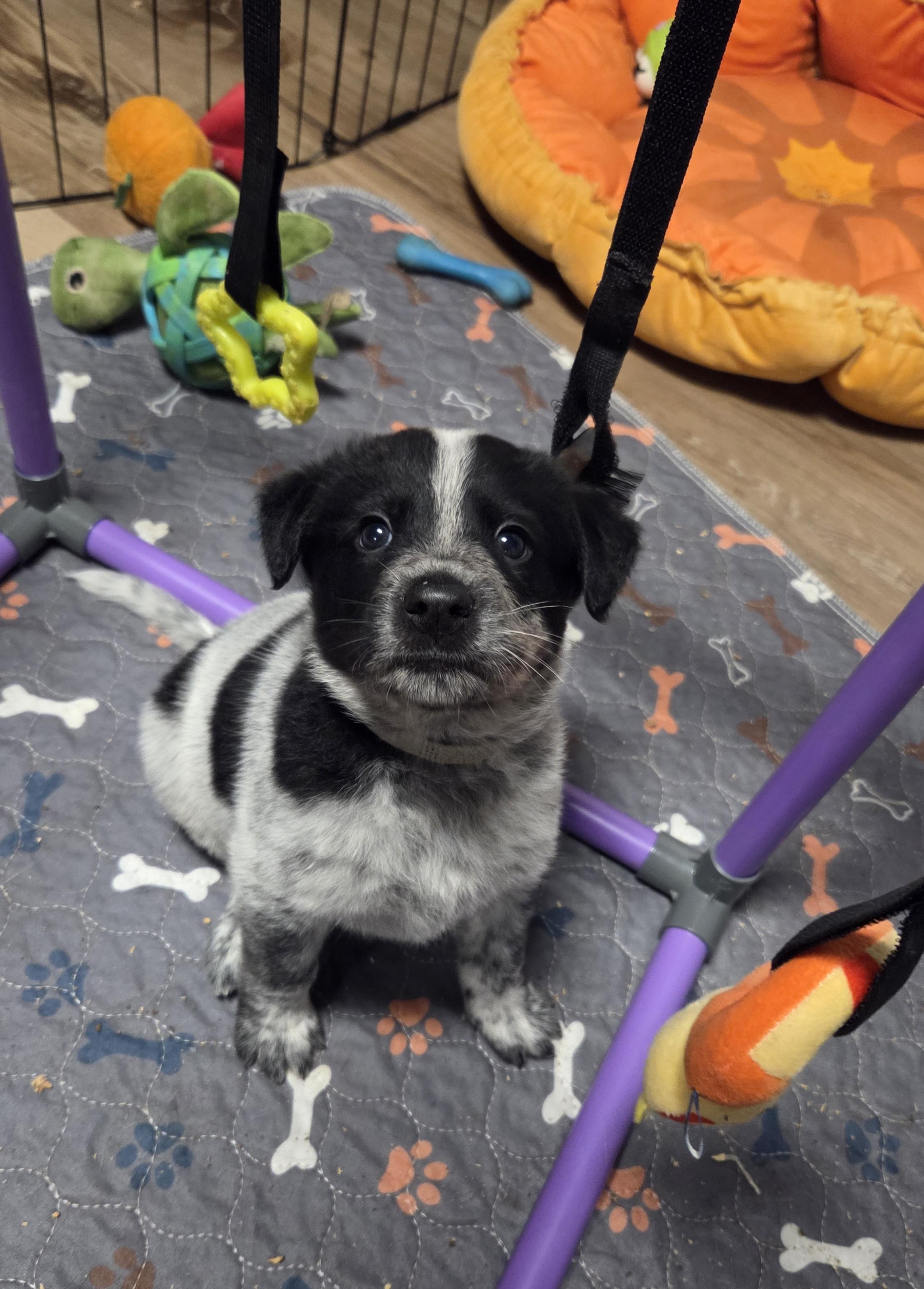 Enlarge Gandalf, a Adoptable Australian Cattle Dog / Blue Heeler in Garden City, NY image 4/5