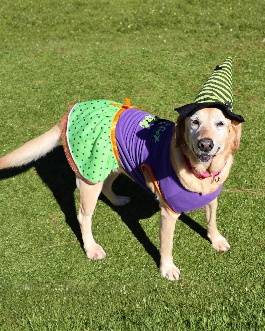 Enlarge Fleece Blanket, a Adoptable mixed breed in Short Hills, NJ image 5/6