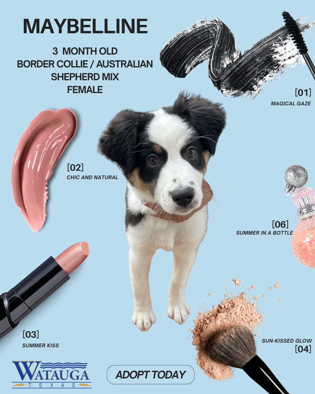 Enlarge Maybelline, an adopted mixed breed in Watauga, TX image 1/1