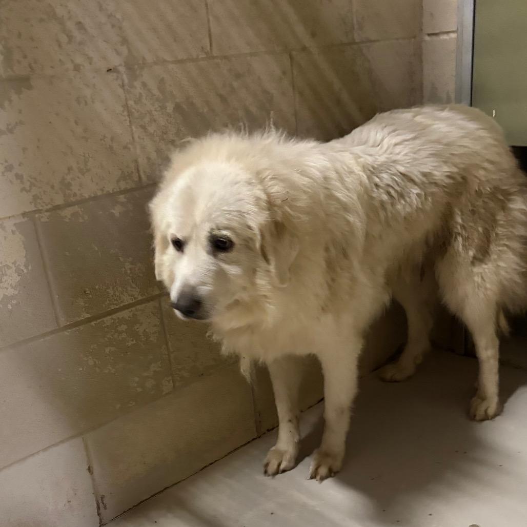 Seraphina, Adoptable, Adult Female Mixed Breed.