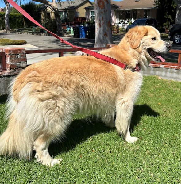 Henry, an adoptable Golden Retriever in Los Angeles, CA, 90049 | Photo Image 3