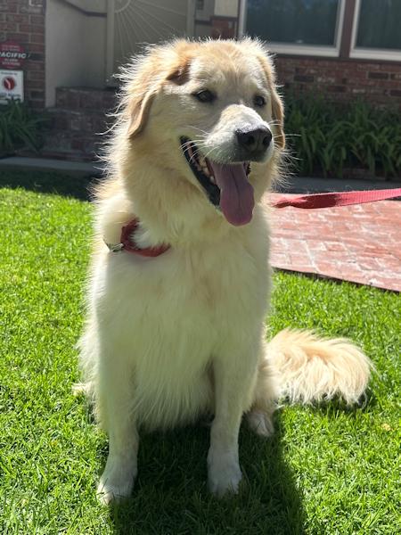 Henry, an adoptable Golden Retriever in Los Angeles, CA, 90049 | Photo Image 5
