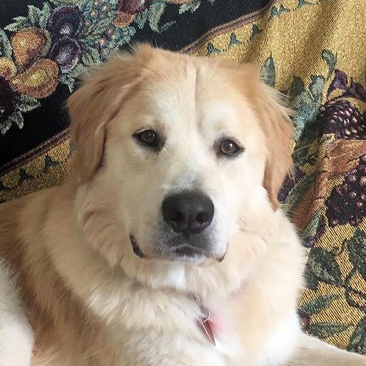 Henry, an adoptable Golden Retriever in Los Angeles, CA, 90049 | Photo Image 1