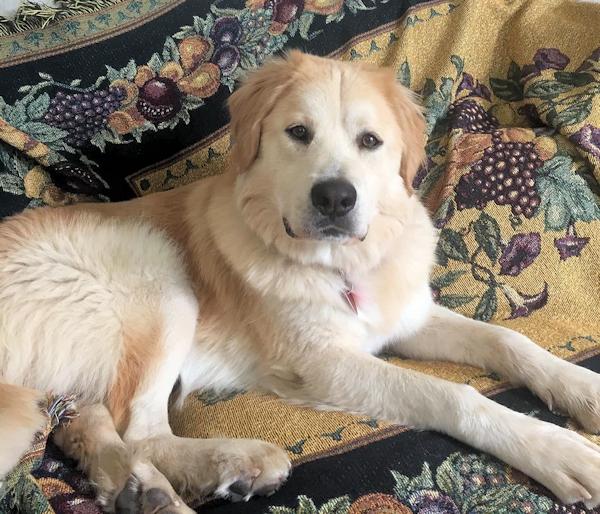 Henry, an adoptable Golden Retriever in Los Angeles, CA, 90049 | Photo Image 6