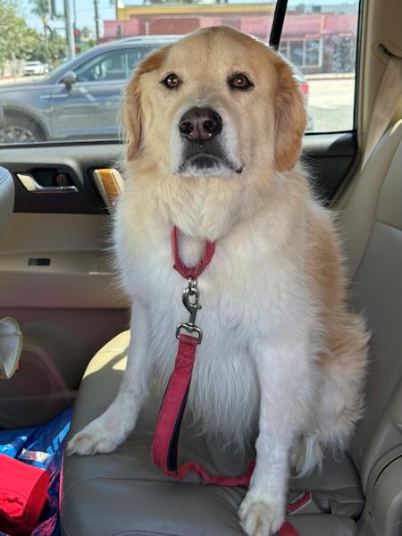 Henry, an adoptable Golden Retriever in Los Angeles, CA, 90049 | Photo Image 4