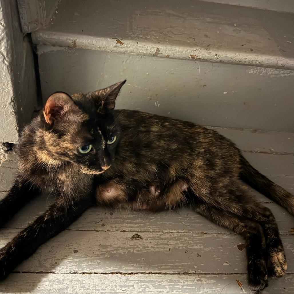 Suzy, Adoptable, Adult Female Domestic Short Hair.