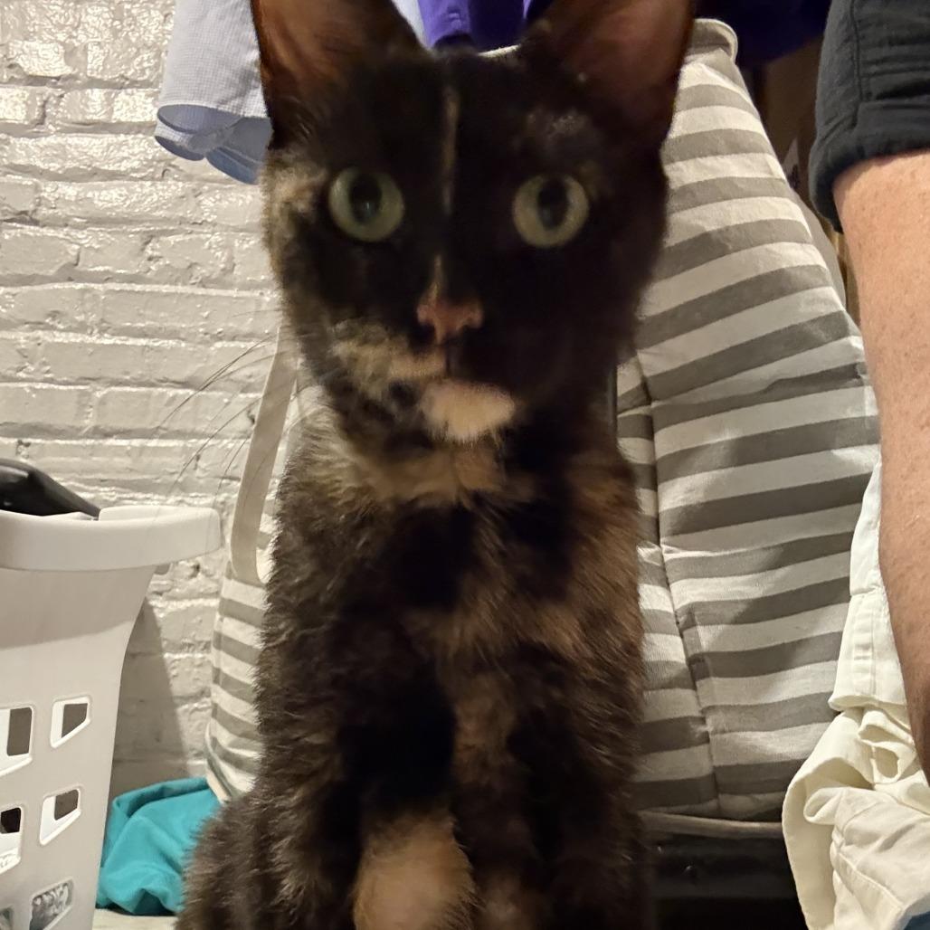 Enlarge Suzy, a Adoptable Domestic Short Hair in Belleville, IL image 2/5