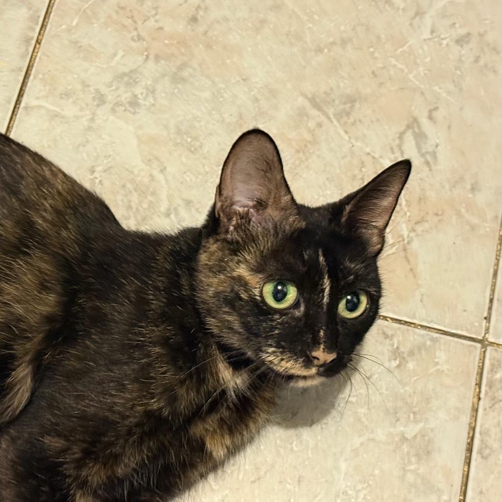 Enlarge Suzy, a Adoptable Domestic Short Hair in Belleville, IL image 4/5