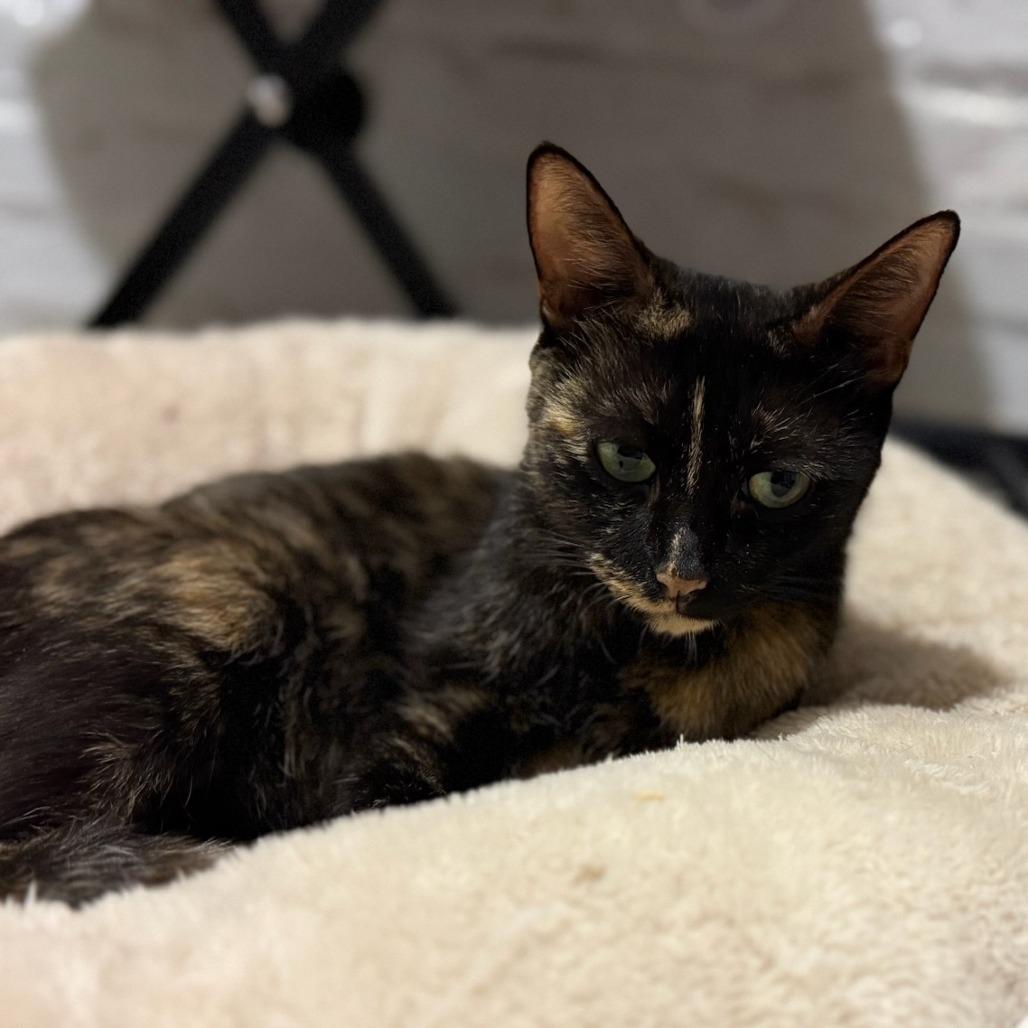 Enlarge Suzy, a Adoptable Domestic Short Hair in Belleville, IL image 5/5