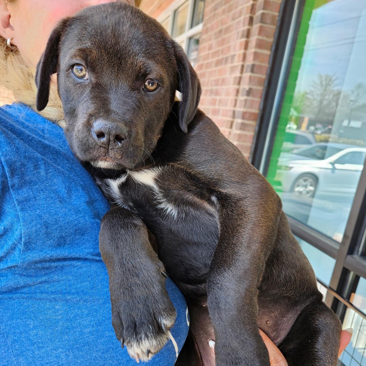 Enlarge Rhea - Beautiful baby girl from Gaia's litter!, a Adoptable mixed breed in Buford, GA image 2/5