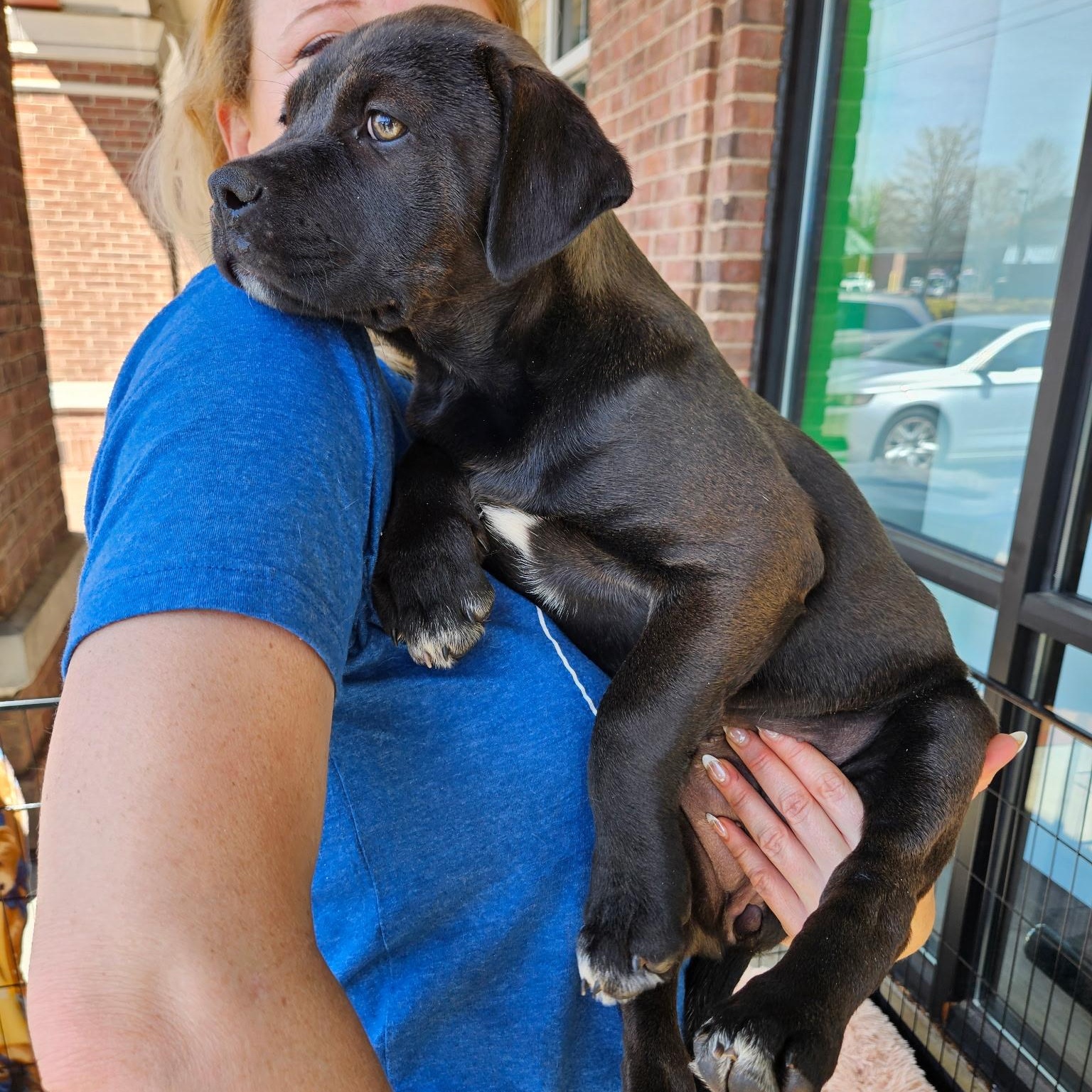 Enlarge Rhea - Beautiful baby girl from Gaia's litter!, a Adoptable mixed breed in Buford, GA image 4/5