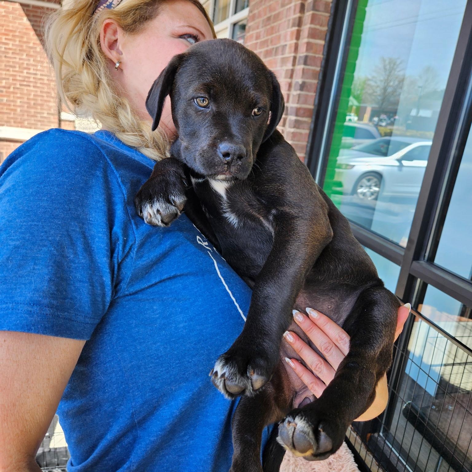 Enlarge Rhea - Beautiful baby girl from Gaia's litter!, a Adoptable mixed breed in Buford, GA image 3/5