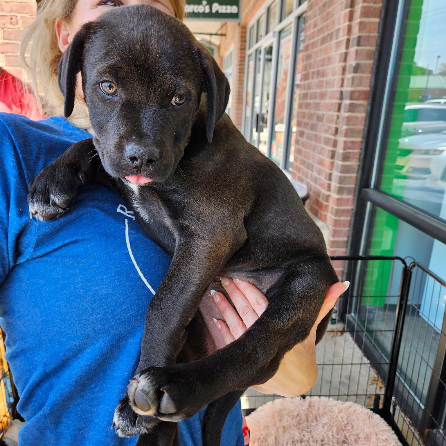 Rhea - Beautiful baby girl from Gaia's litter!, Adoptable, Puppy Female Rhodesian Ridgeback & Labrador Retriever.