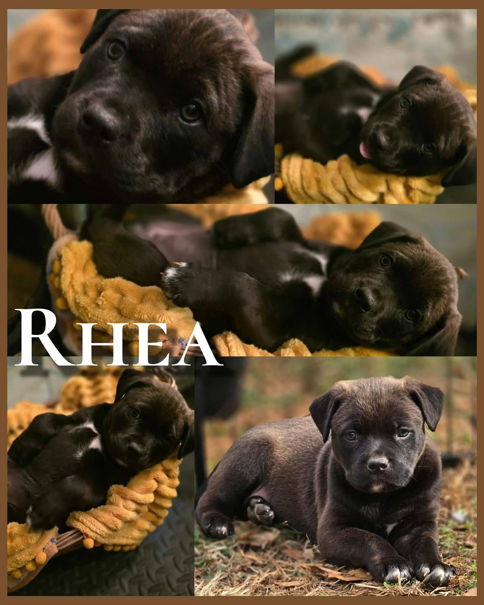 Enlarge Rhea - Beautiful baby girl from Gaia's litter!, a Adoptable mixed breed in Buford, GA image 5/5