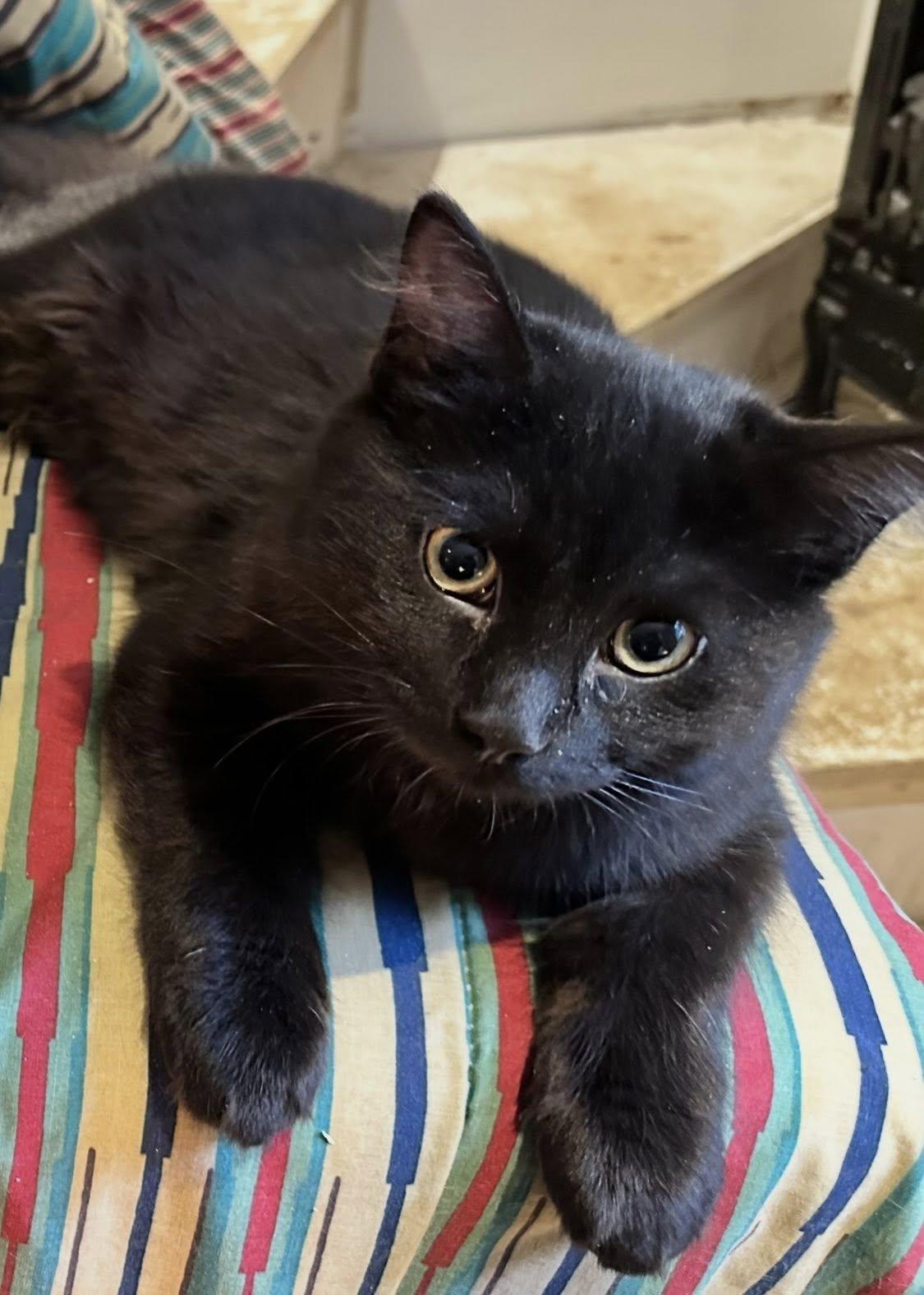 Enlarge Minerva, a Adopted Domestic Short Hair in Orleans, ON image 1/3