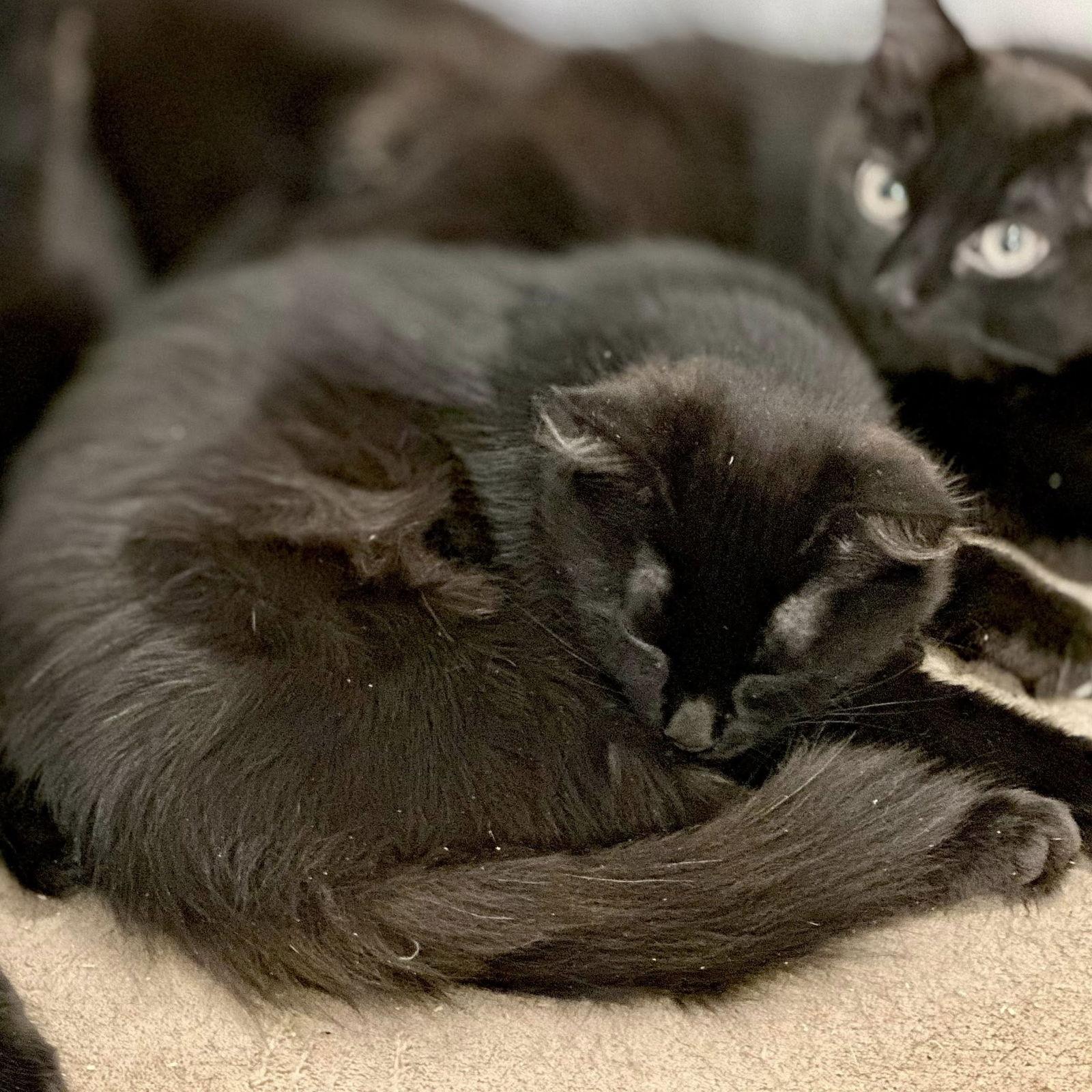 Enlarge Minerva, a Adopted Domestic Short Hair in Orleans, ON image 3/3