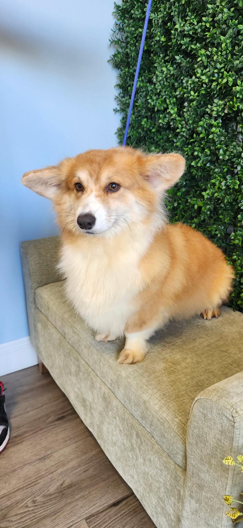 Enlarge Summer, a ADOPTABLE Corgi in Torrance, CA image 3/4