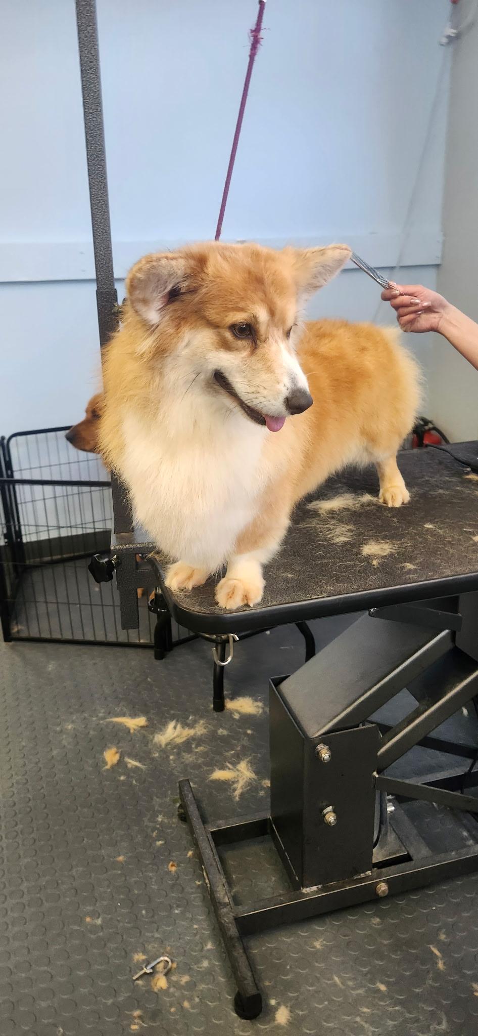 Enlarge Summer, a ADOPTABLE Corgi in Torrance, CA image 4/4