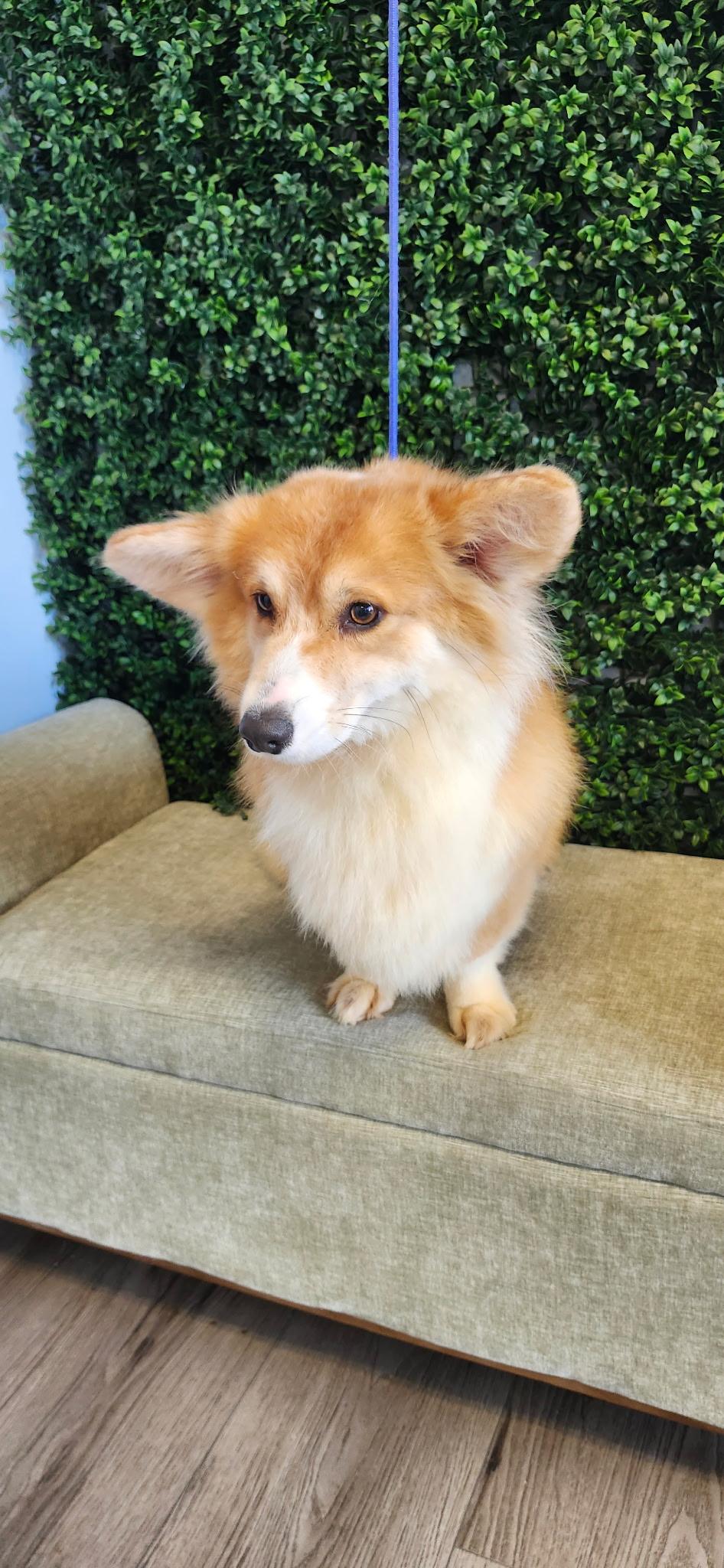 Enlarge Summer, a ADOPTABLE Corgi in Torrance, CA image 1/4