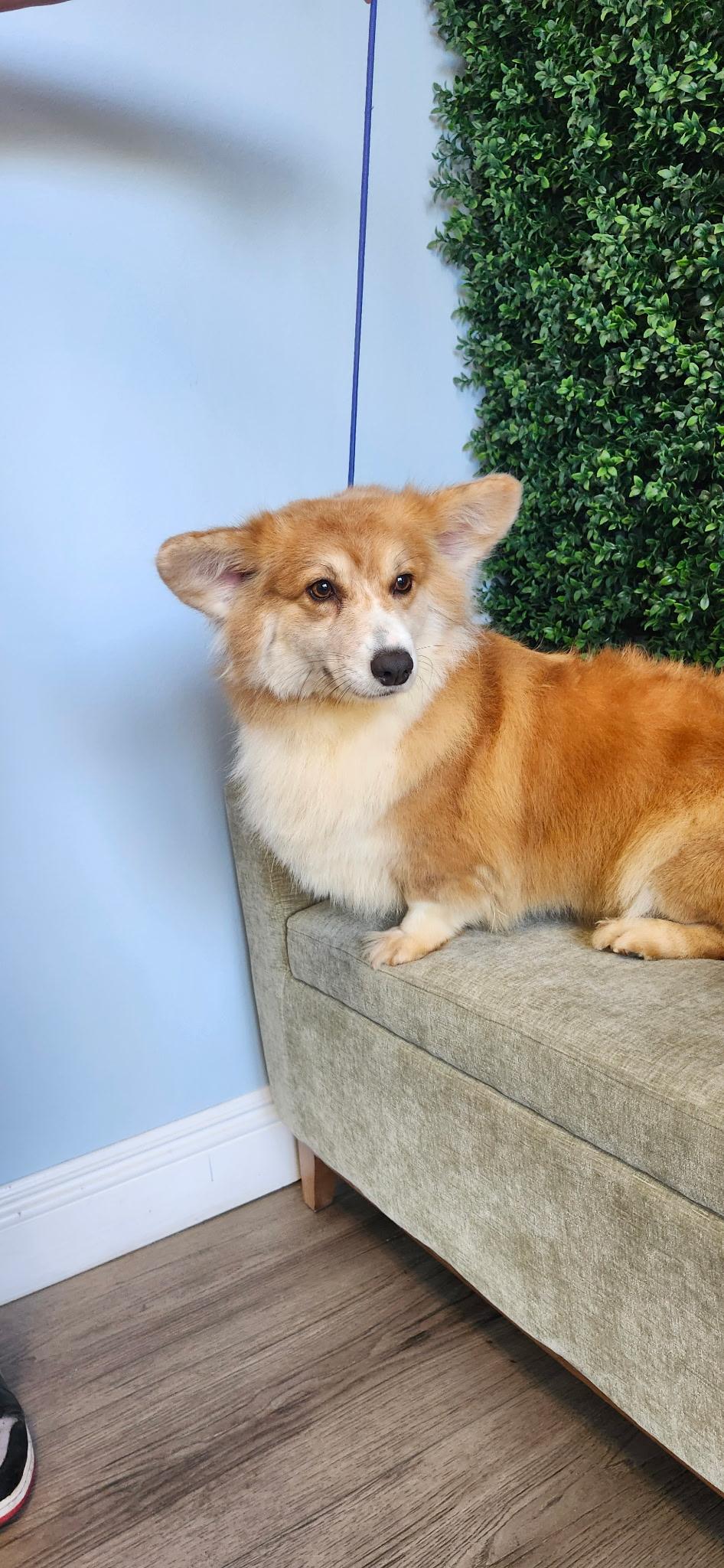Enlarge Summer, a ADOPTABLE Corgi in Torrance, CA image 2/4