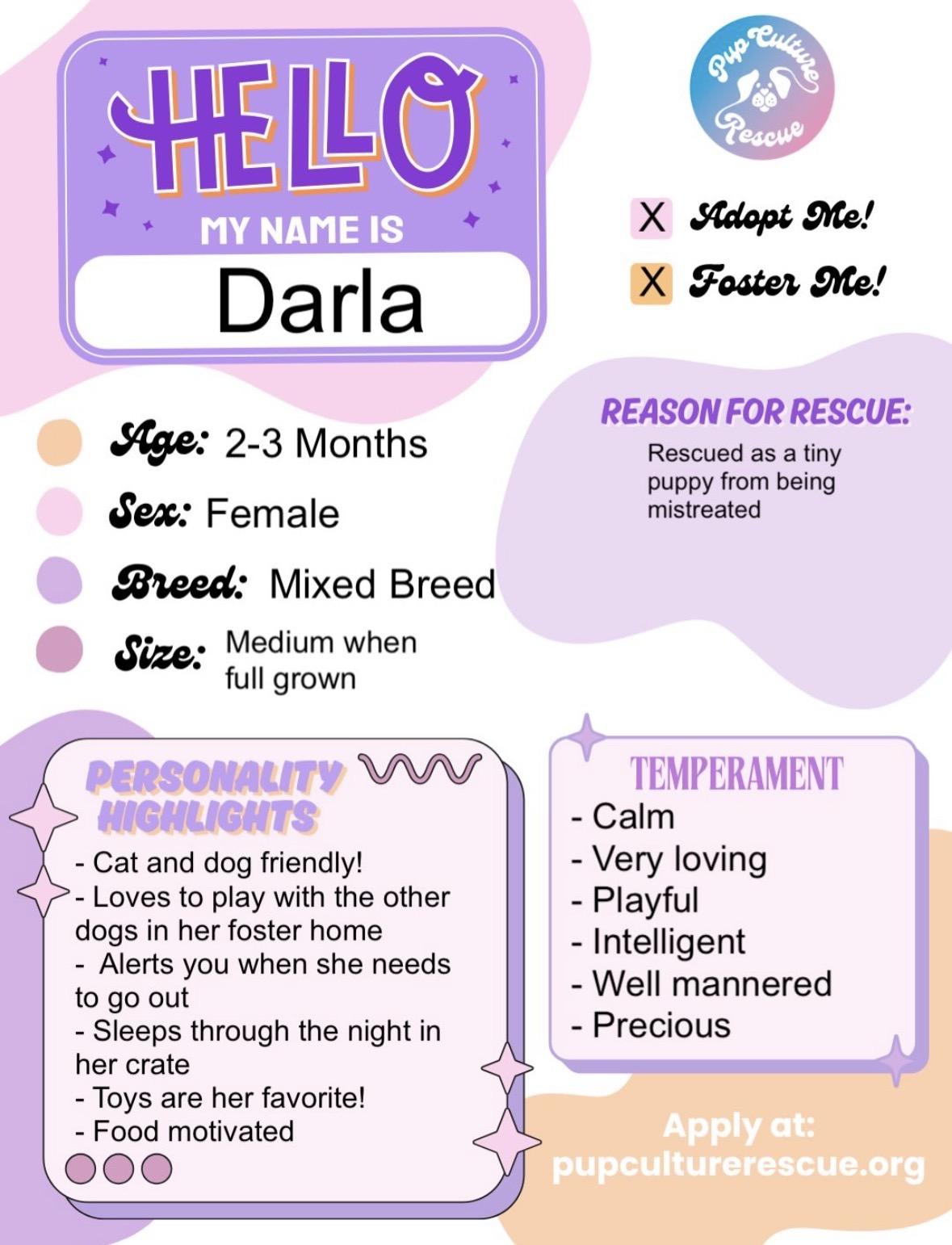 Enlarge Darla, a ADOPTABLE mixed breed in Pasadena, CA image 2/6