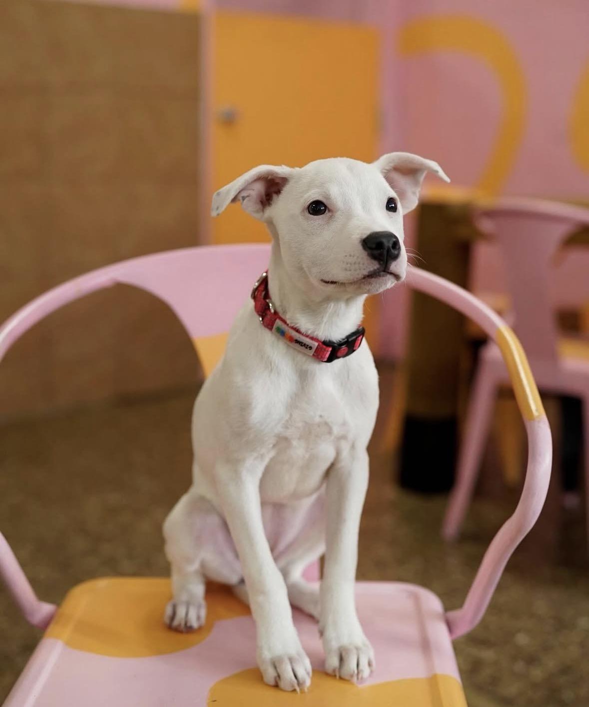 Enlarge Darla, a ADOPTABLE mixed breed in Pasadena, CA image 4/6