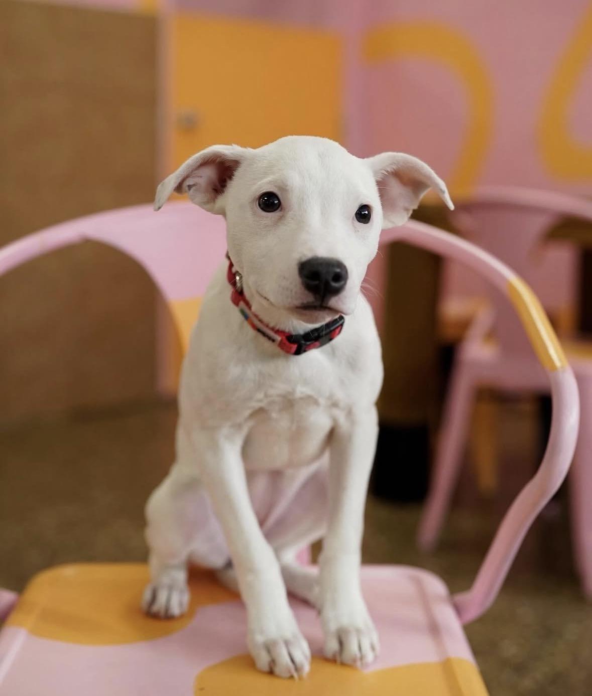 Darla, ADOPTABLE, Puppy Female Labrador Retriever & Pit Bull Terrier.
