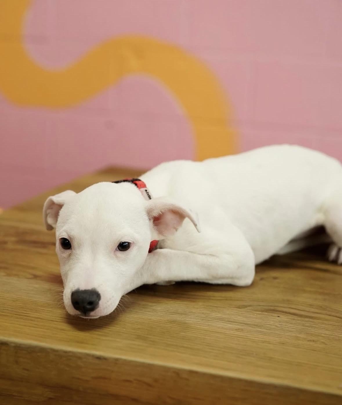 Enlarge Darla, a ADOPTABLE mixed breed in Pasadena, CA image 5/6