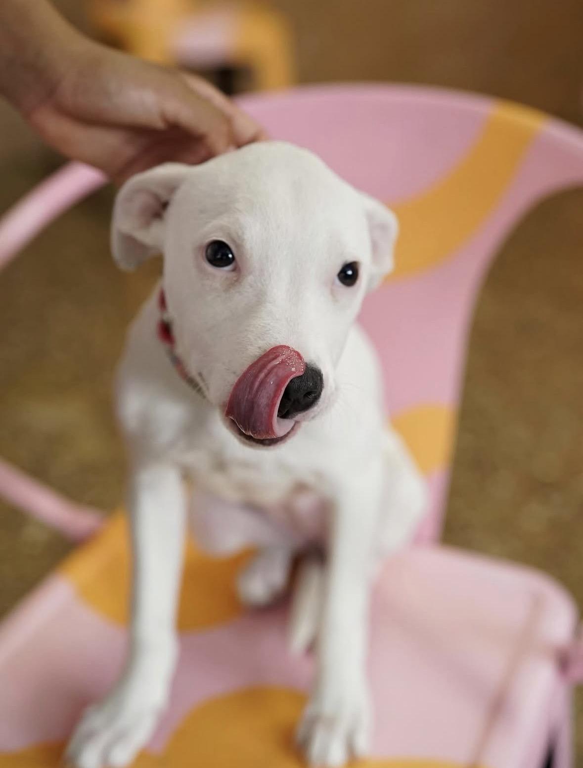 Enlarge Darla, a ADOPTABLE mixed breed in Pasadena, CA image 3/6