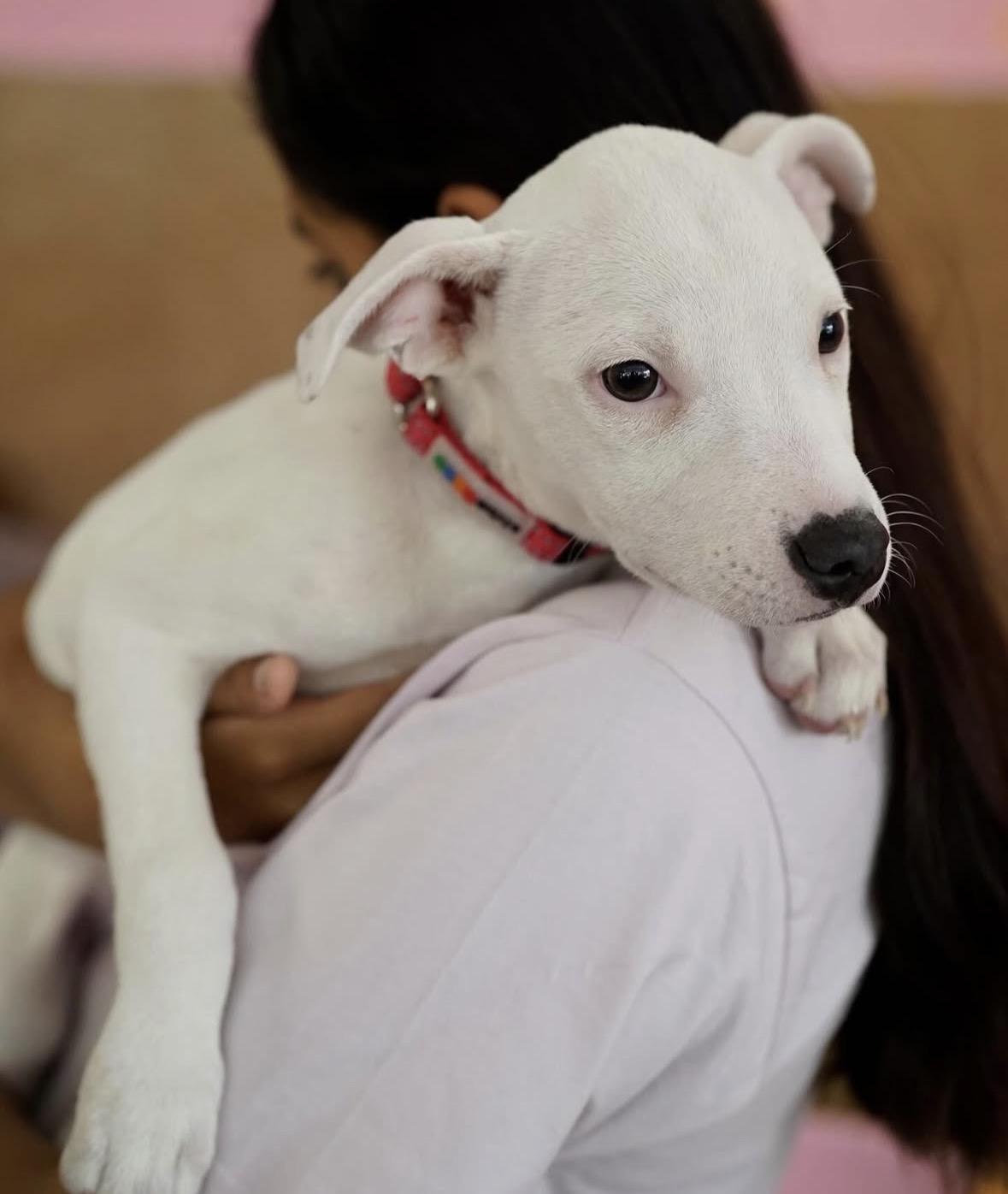 Enlarge Darla, a ADOPTABLE mixed breed in Pasadena, CA image 6/6