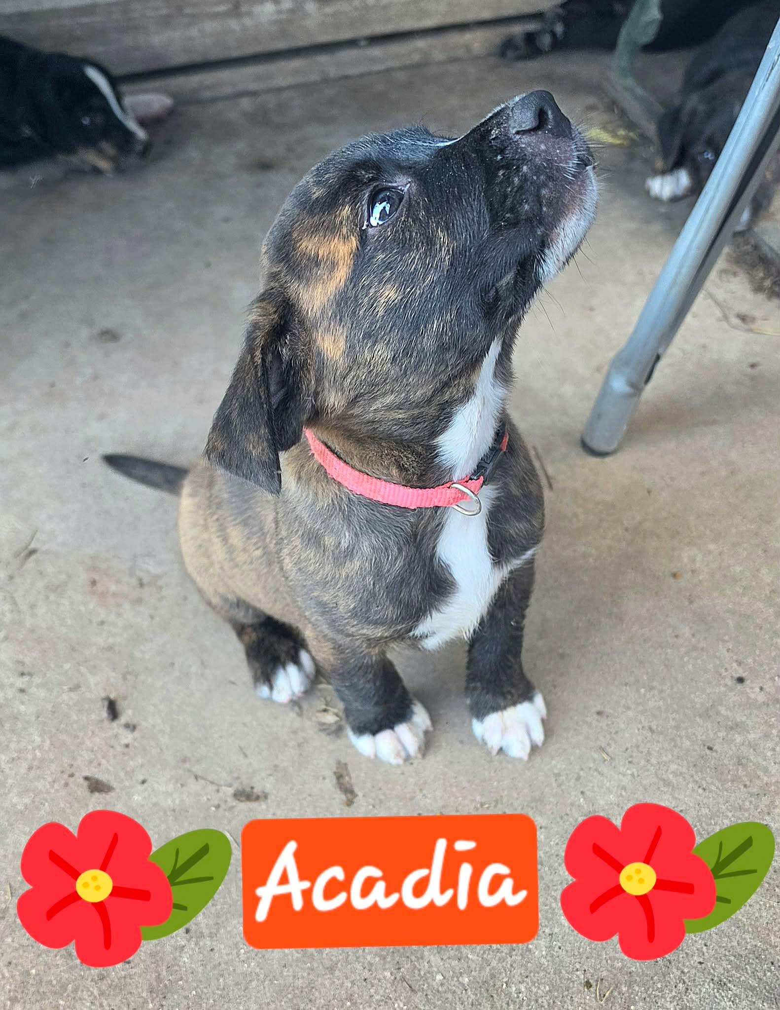 Arcadia, an adopted mixed breed in Columbia, MD image 4/6