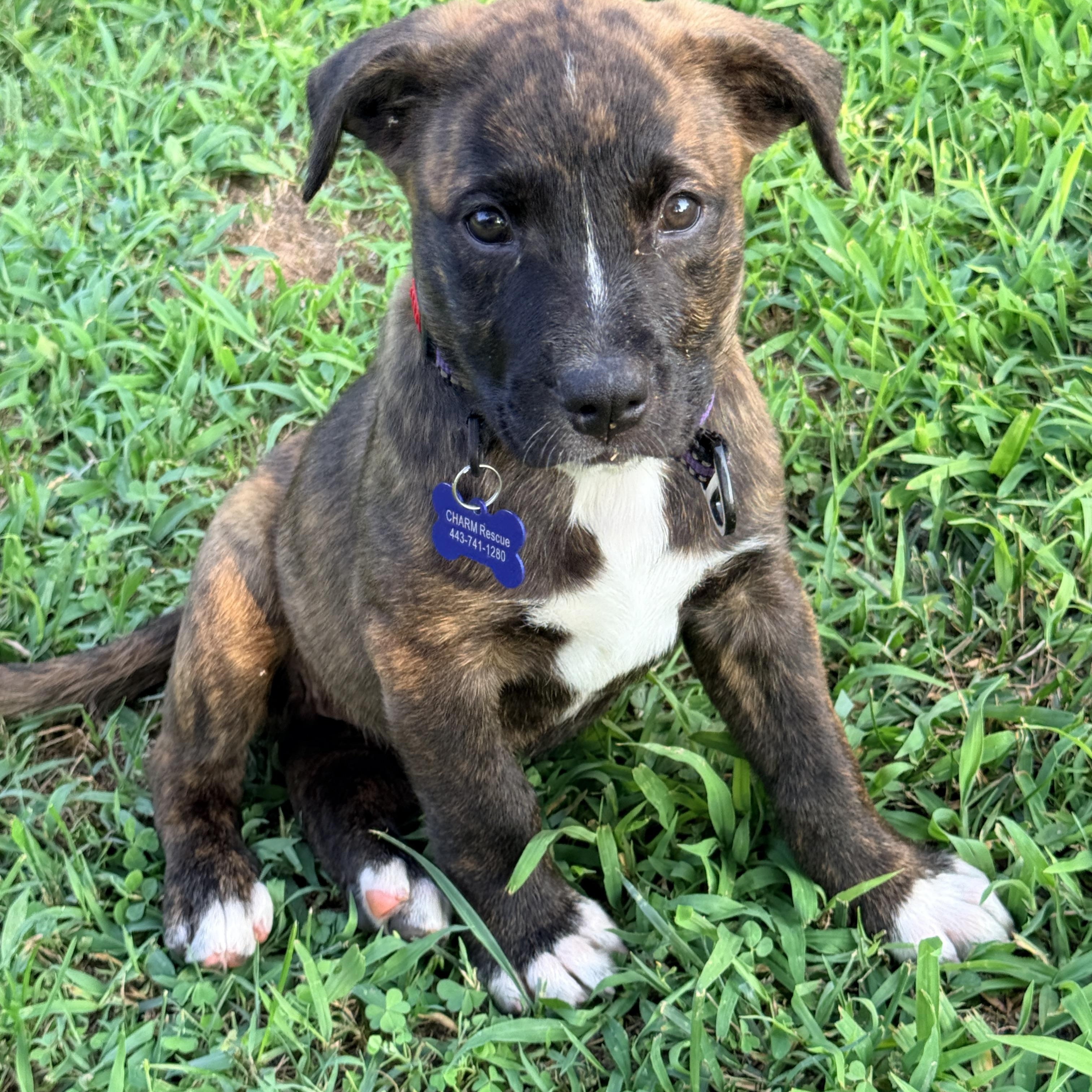 Arcadia, an adopted mixed breed in Columbia, MD image 2/6