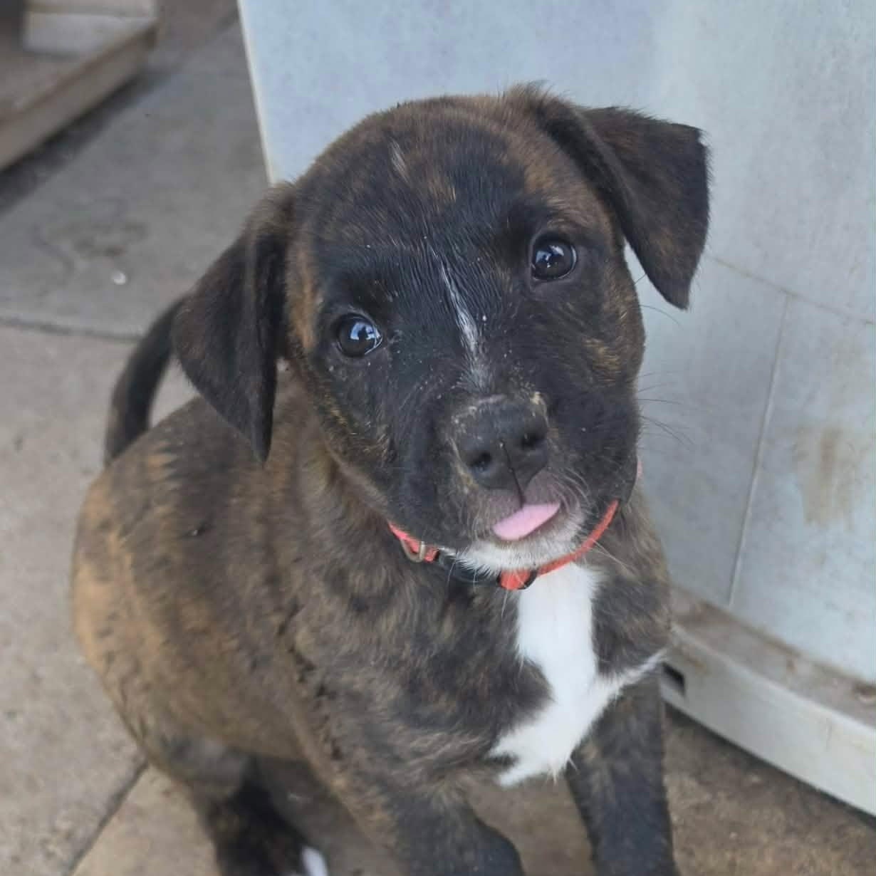 Arcadia, an adopted mixed breed in Columbia, MD image 3/6