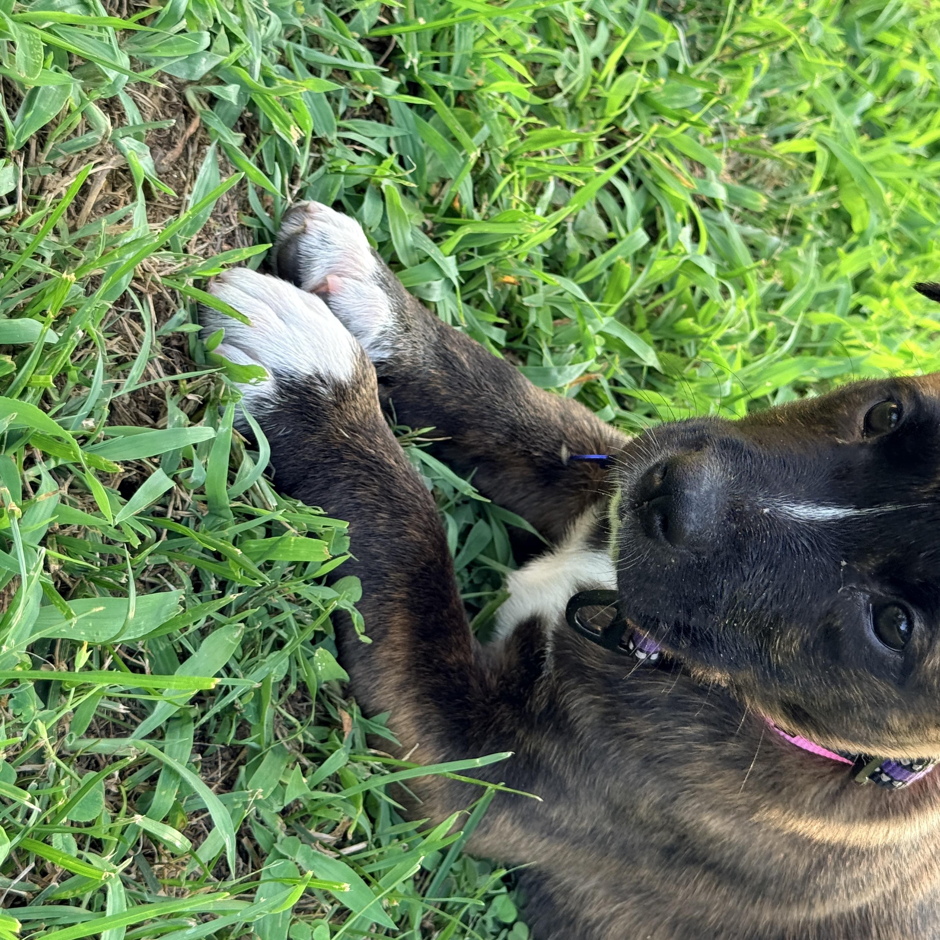 Arcadia, an adopted mixed breed in Columbia, MD image 6/6