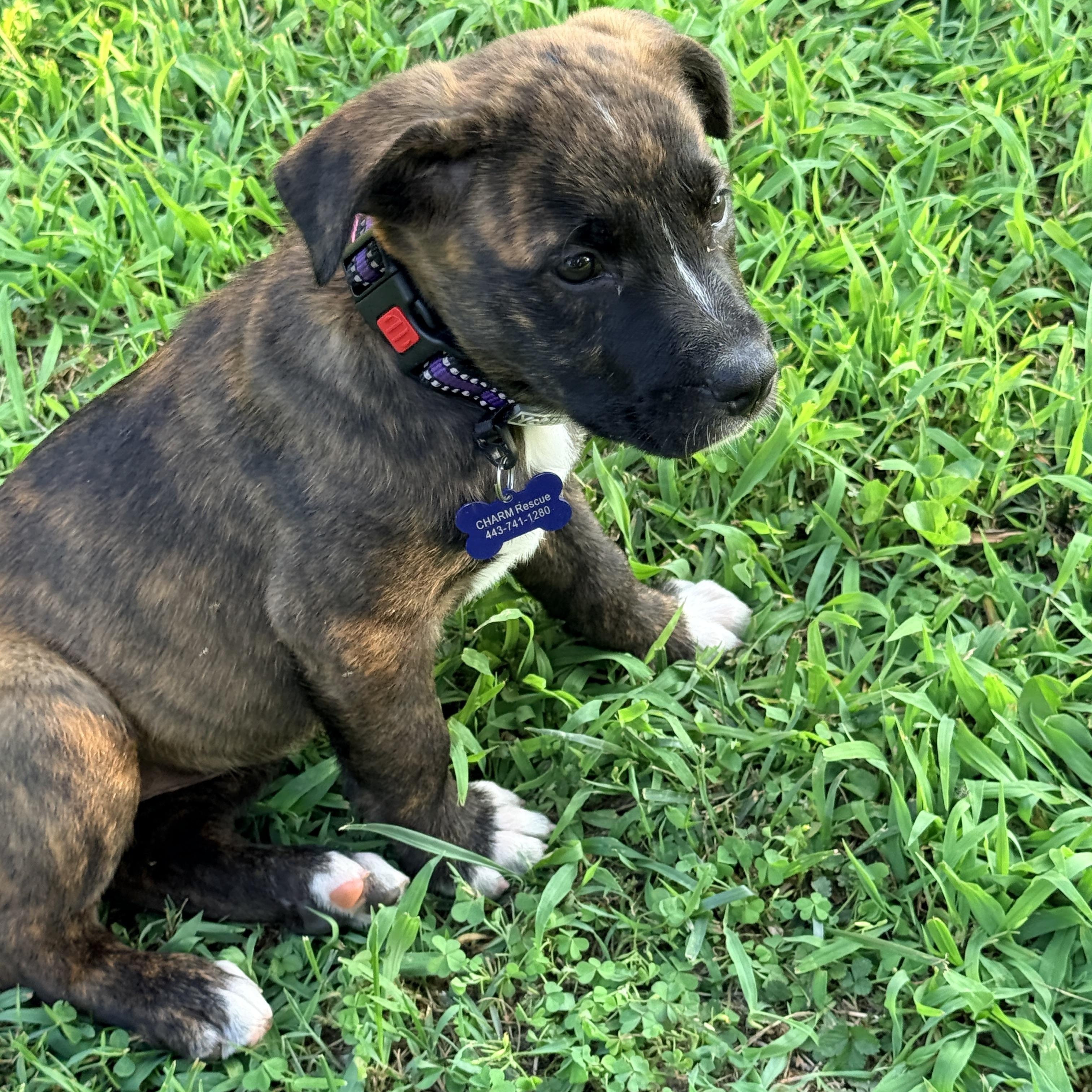 Arcadia, an adopted mixed breed in Columbia, MD image 5/6