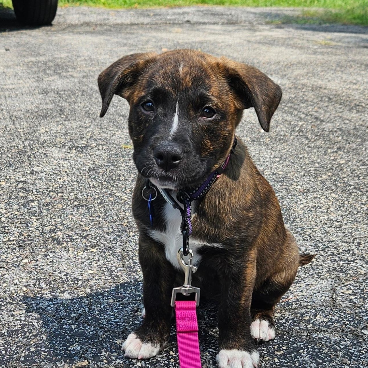 Arcadia, adopted, Puppy Female Pit Bull Terrier & Hound.