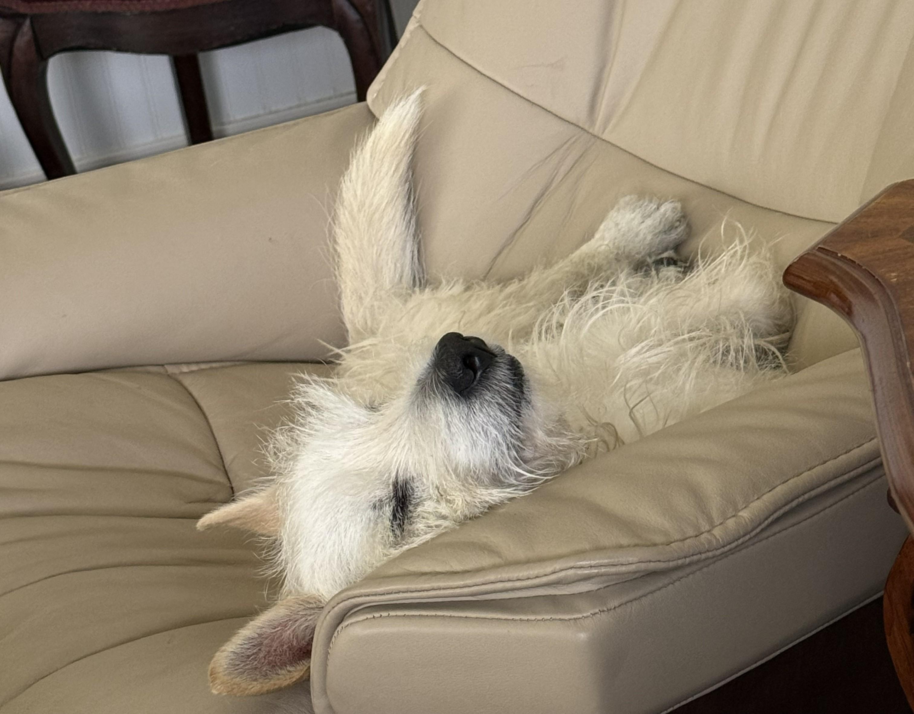 Buddy, a ADOPTABLE West Highland White Terrier / Westie in Studio City, CA image 3/4