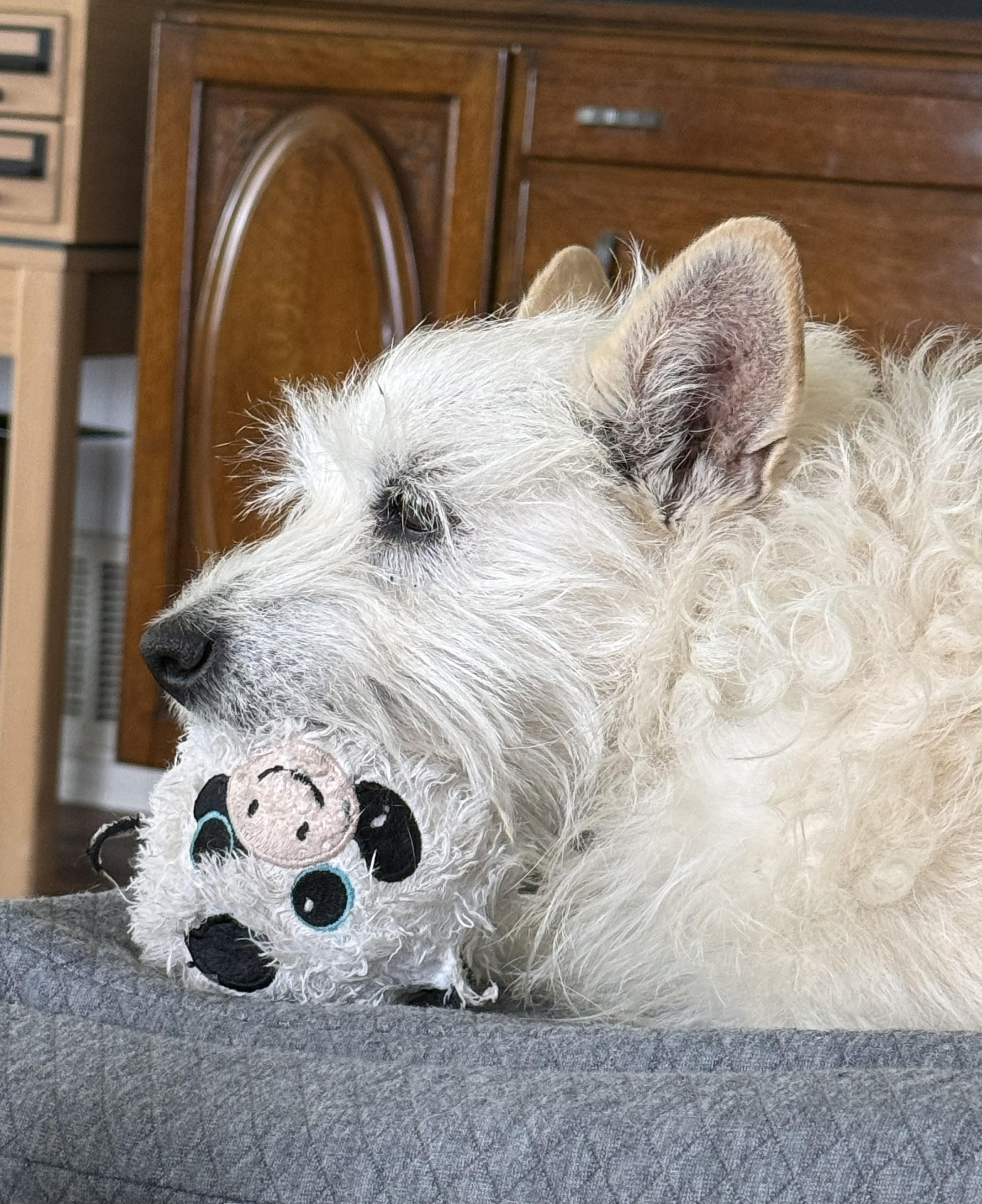 Buddy, a ADOPTABLE West Highland White Terrier / Westie in Studio City, CA image 2/4