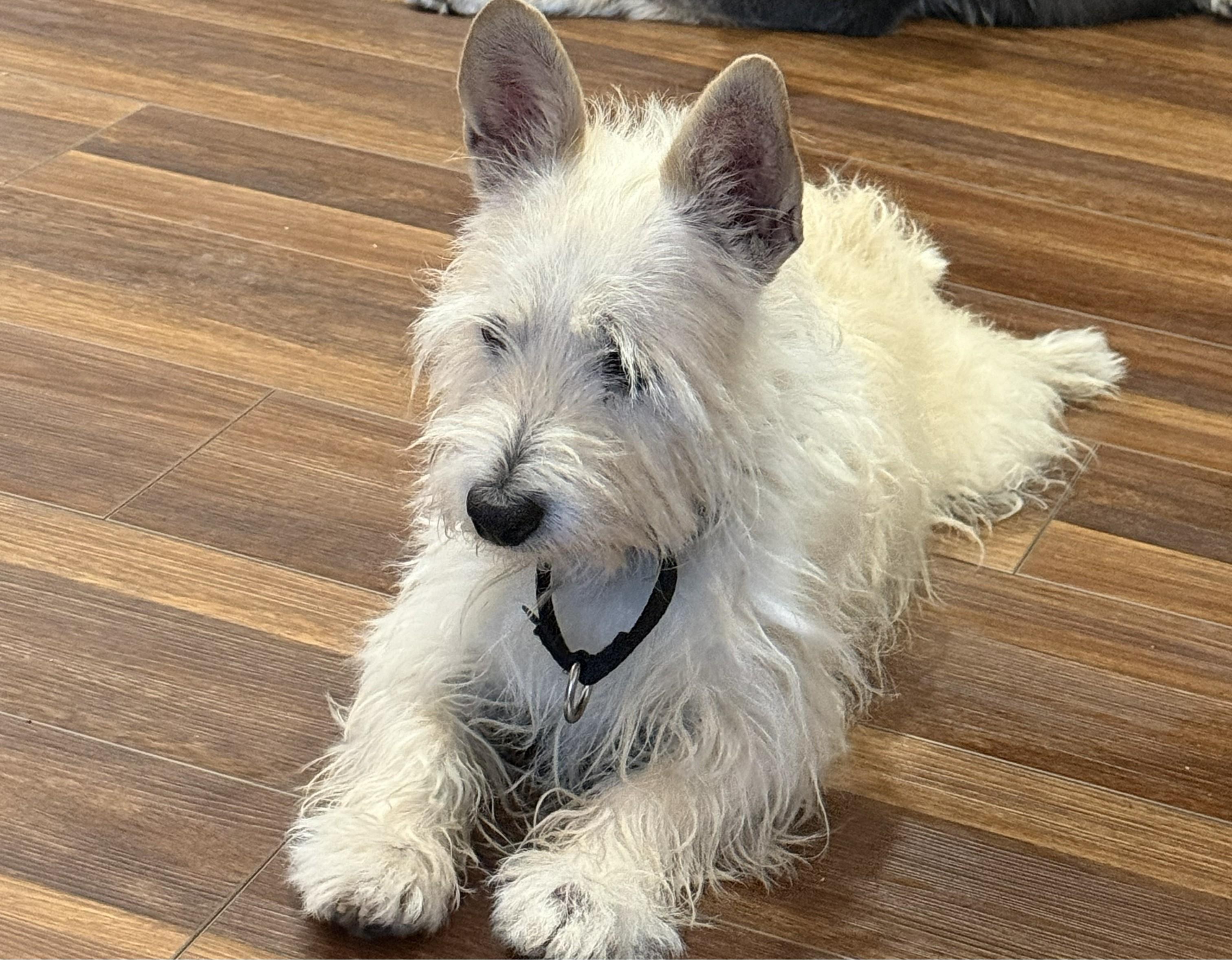 Buddy, ADOPTABLE, Senior Male West Highland White Terrier / Westie.
