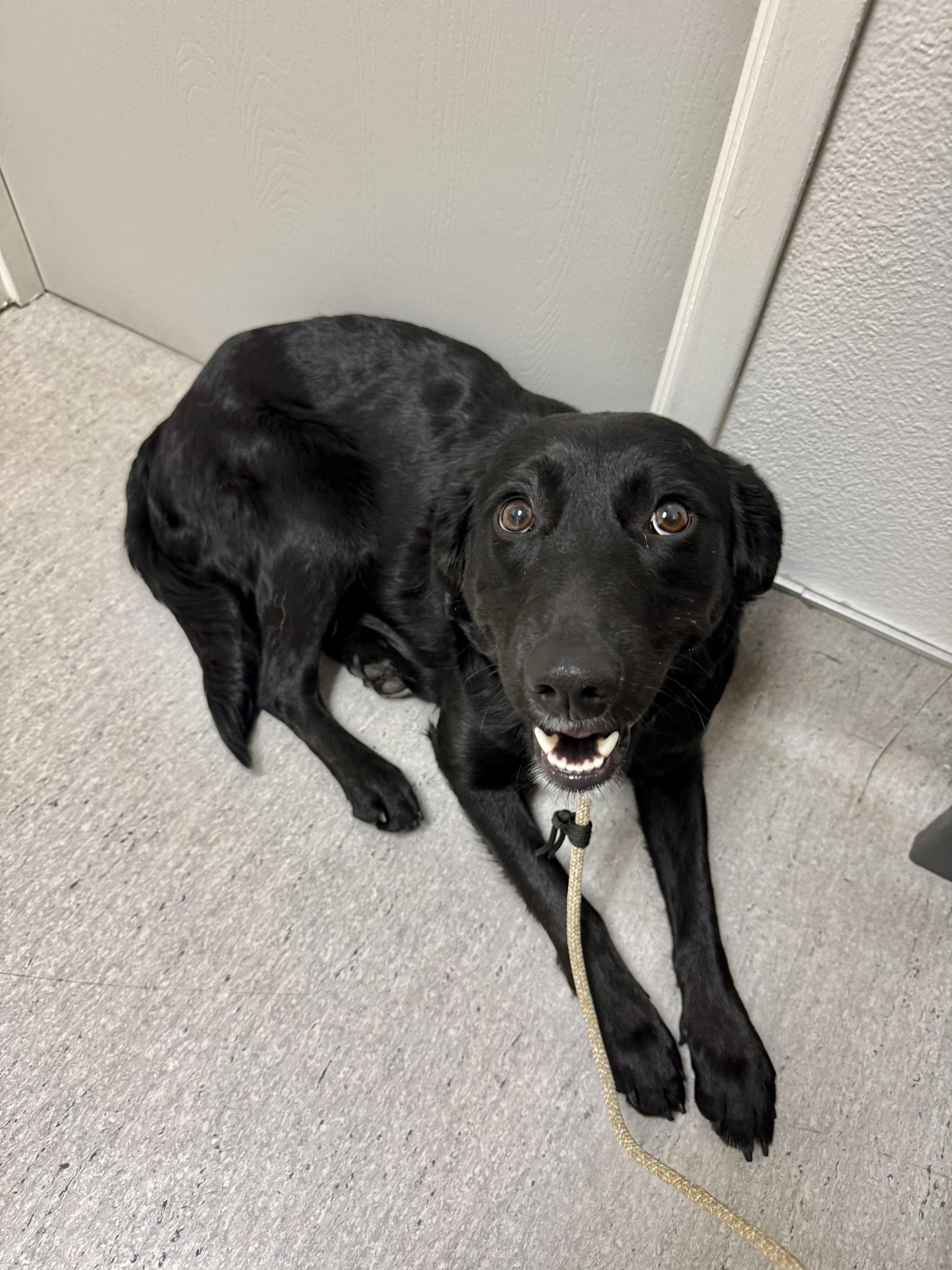 Melrose is perfect , an adopted mixed breed in Los Angeles, CA image 4/6