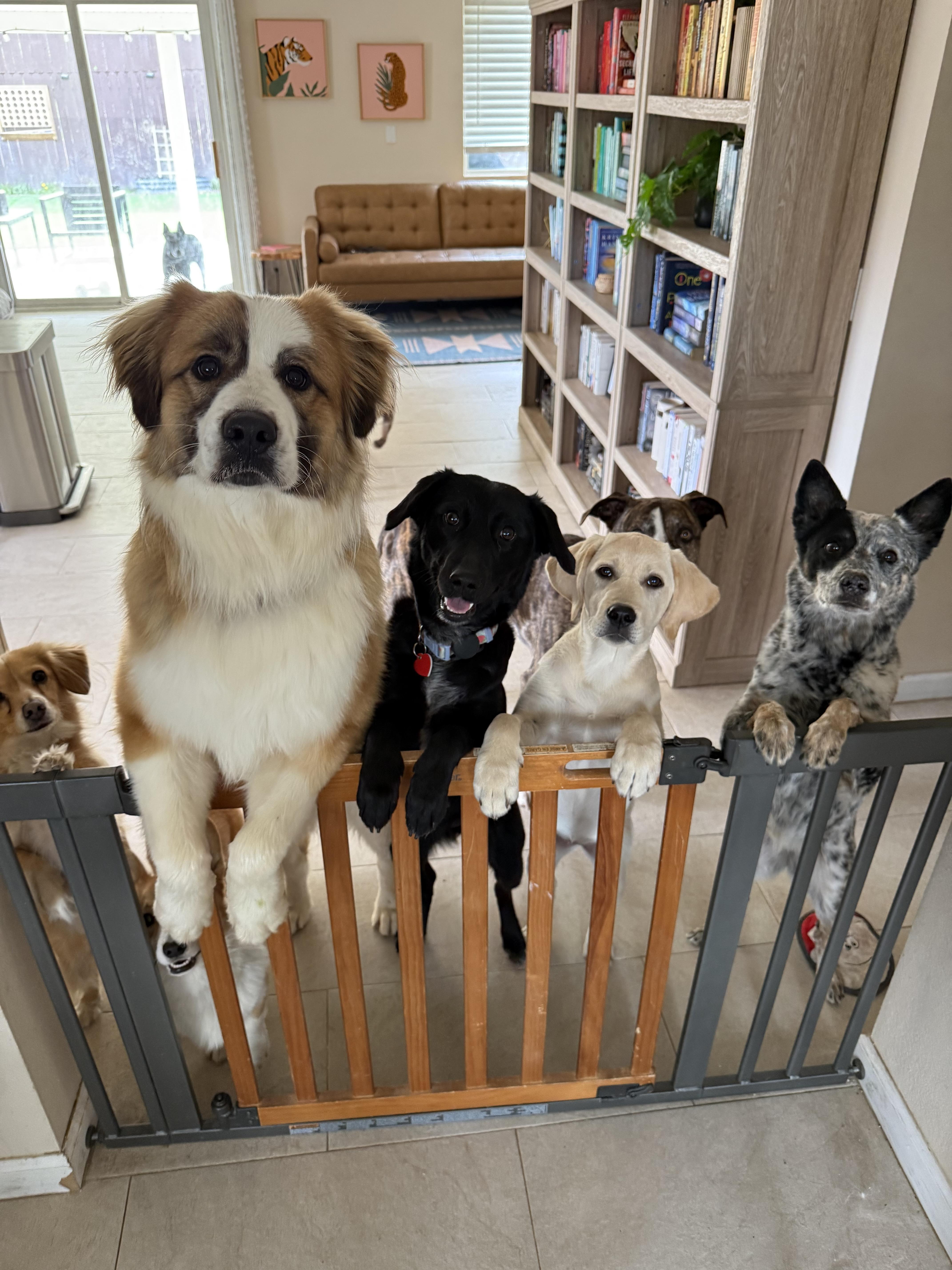 Melrose is perfect , an adopted mixed breed in Los Angeles, CA image 2/6