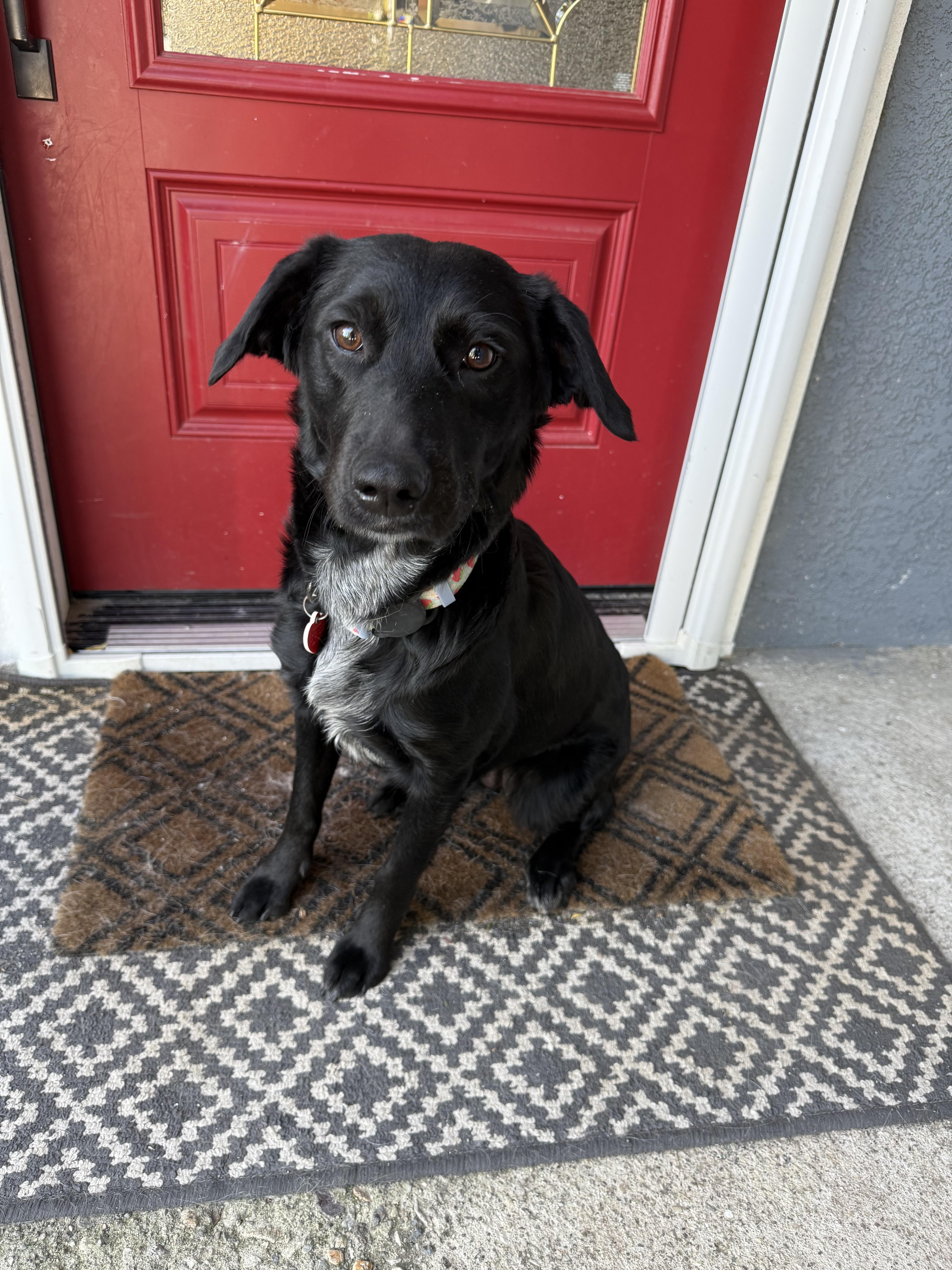 Melrose is perfect , an adopted mixed breed in Los Angeles, CA image 3/6