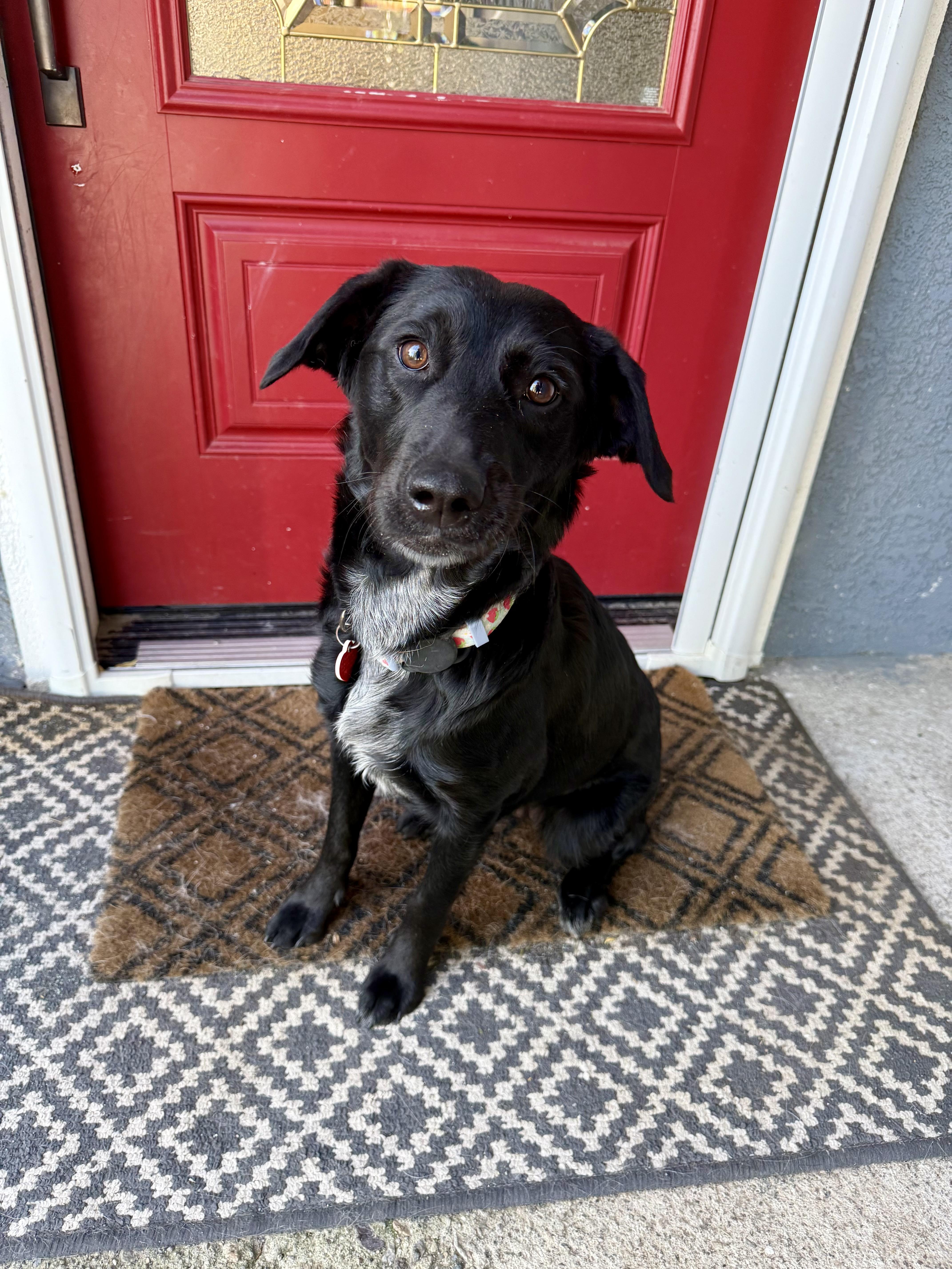 Melrose is perfect , an adopted mixed breed in Los Angeles, CA image 1/6