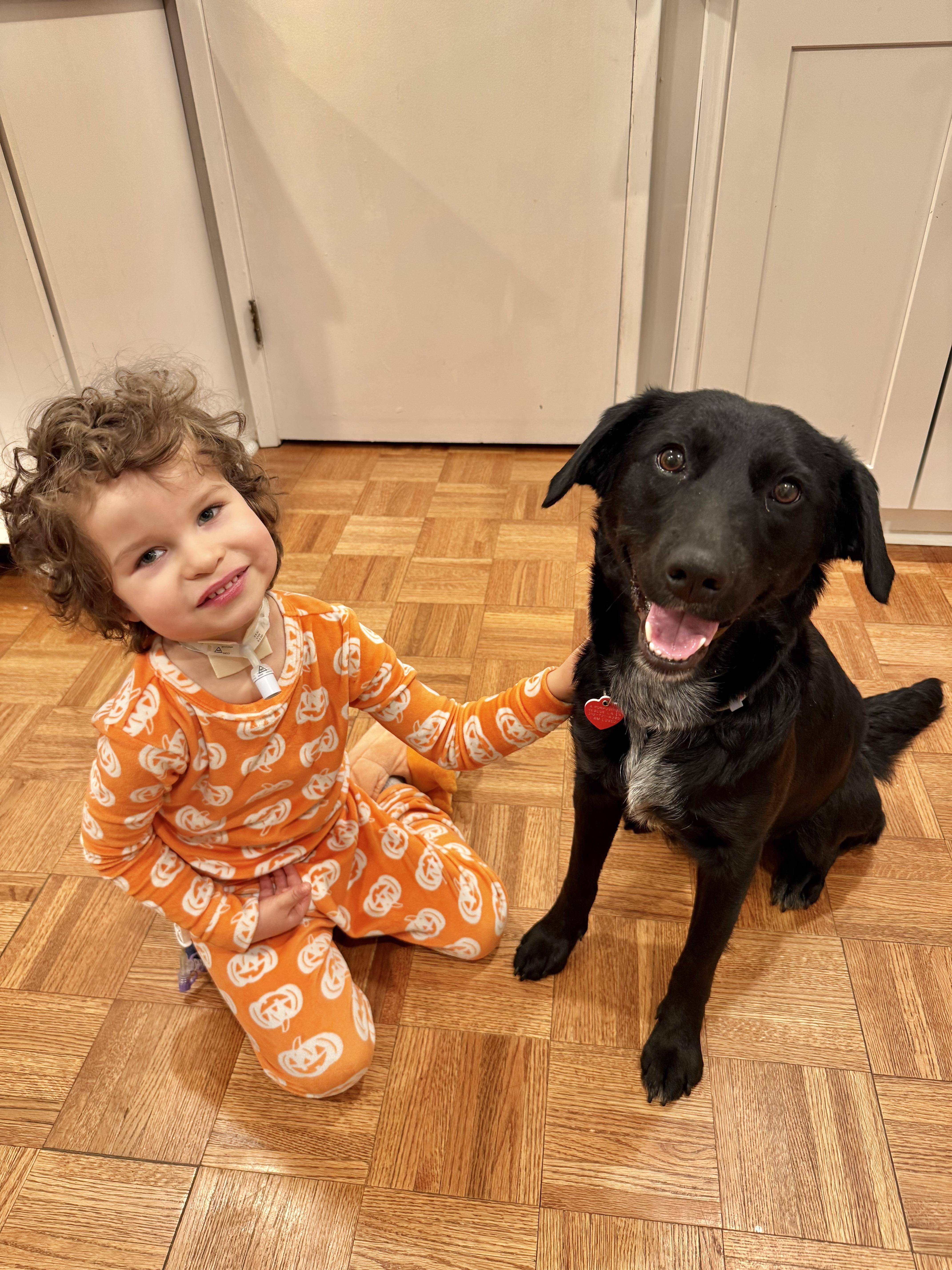 Melrose is perfect , an adopted mixed breed in Los Angeles, CA image 6/6